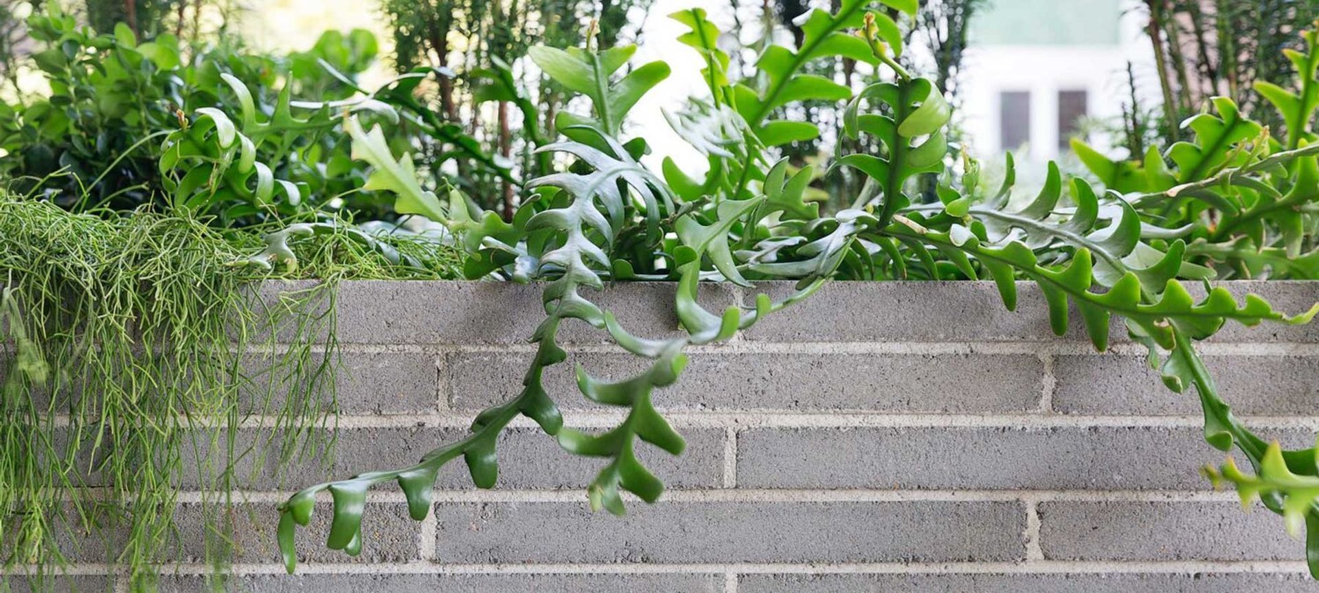 Potts Point Courtyard banner