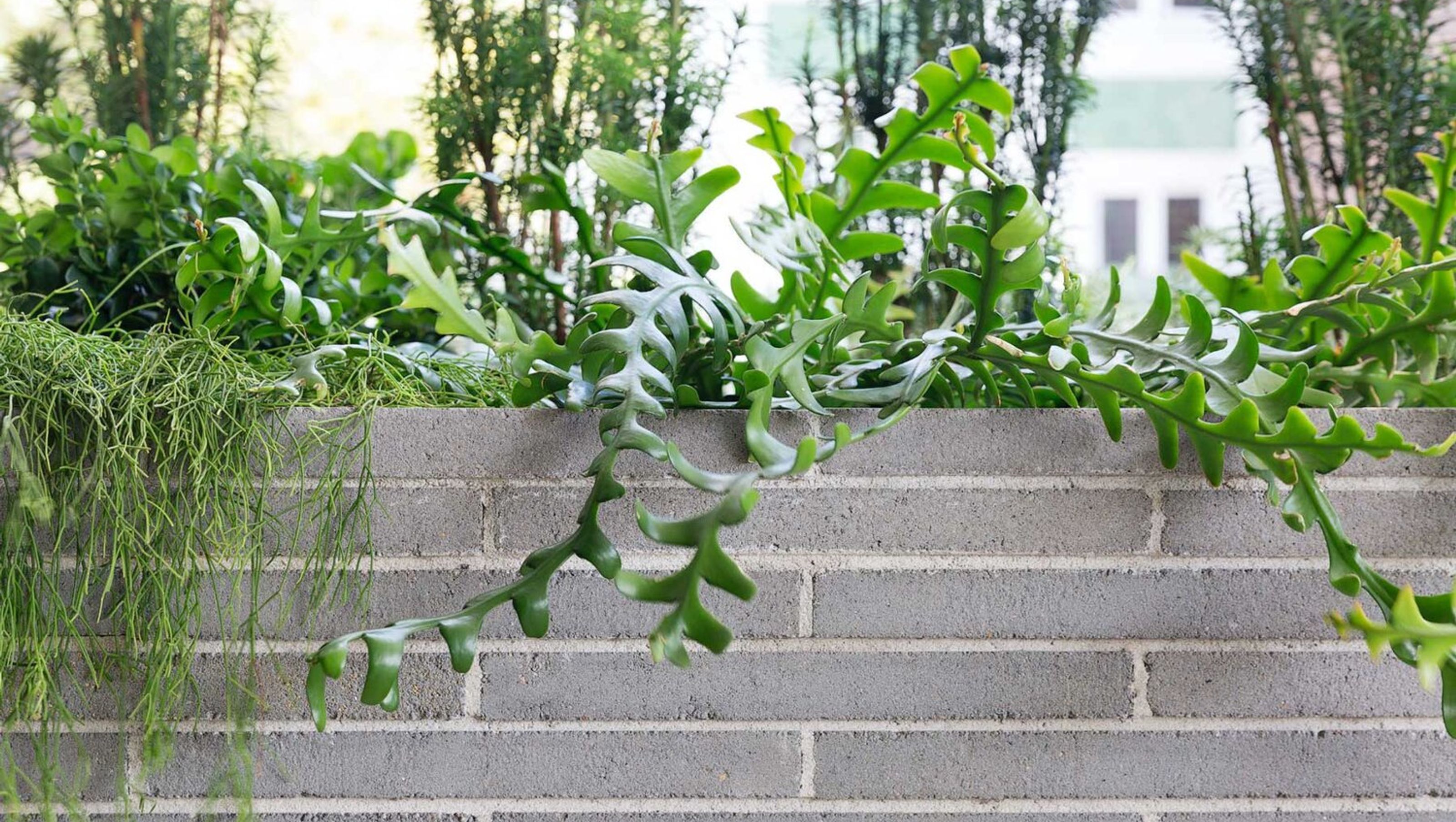 Potts Point Courtyard