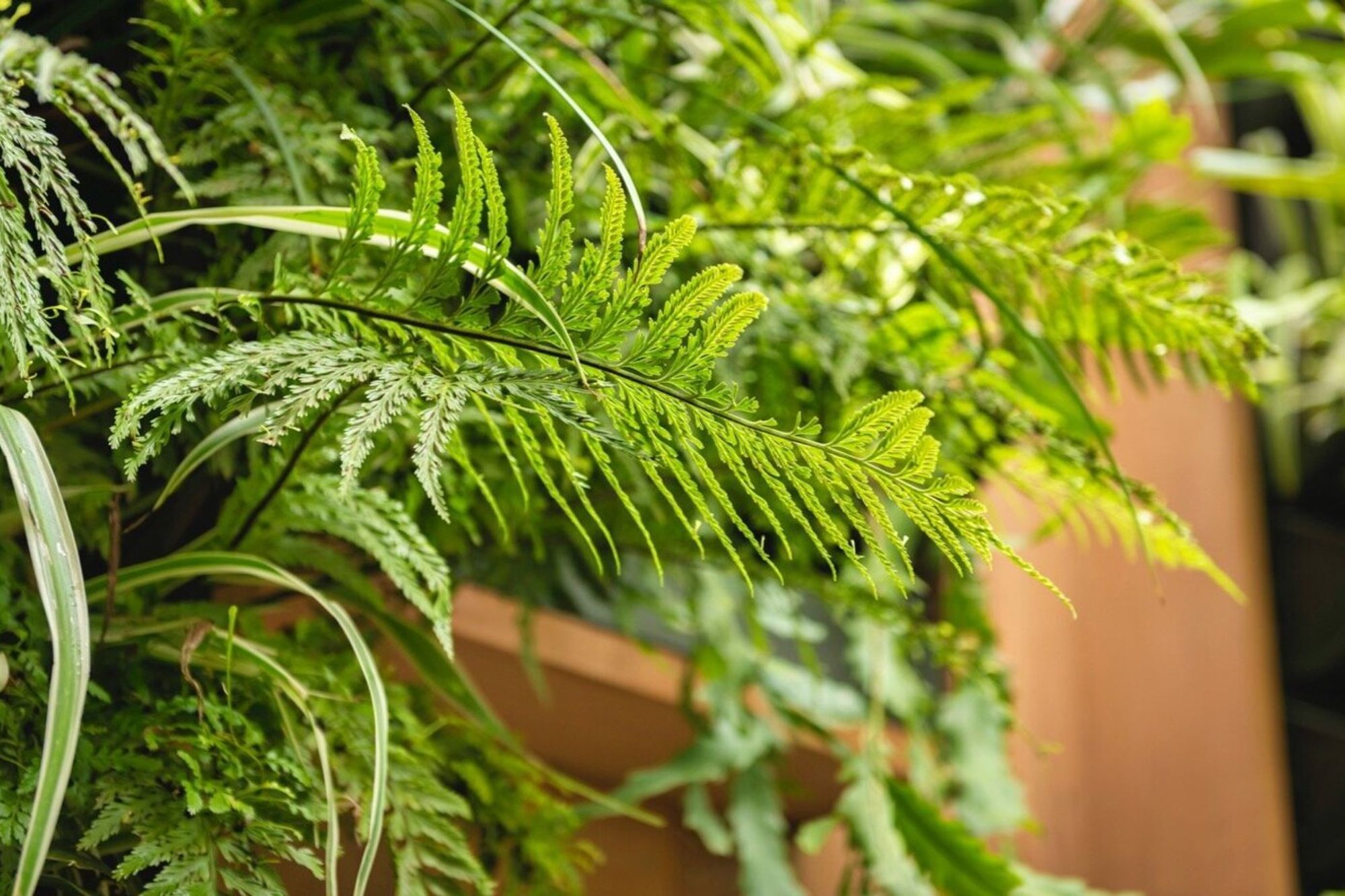 Garden.jpg