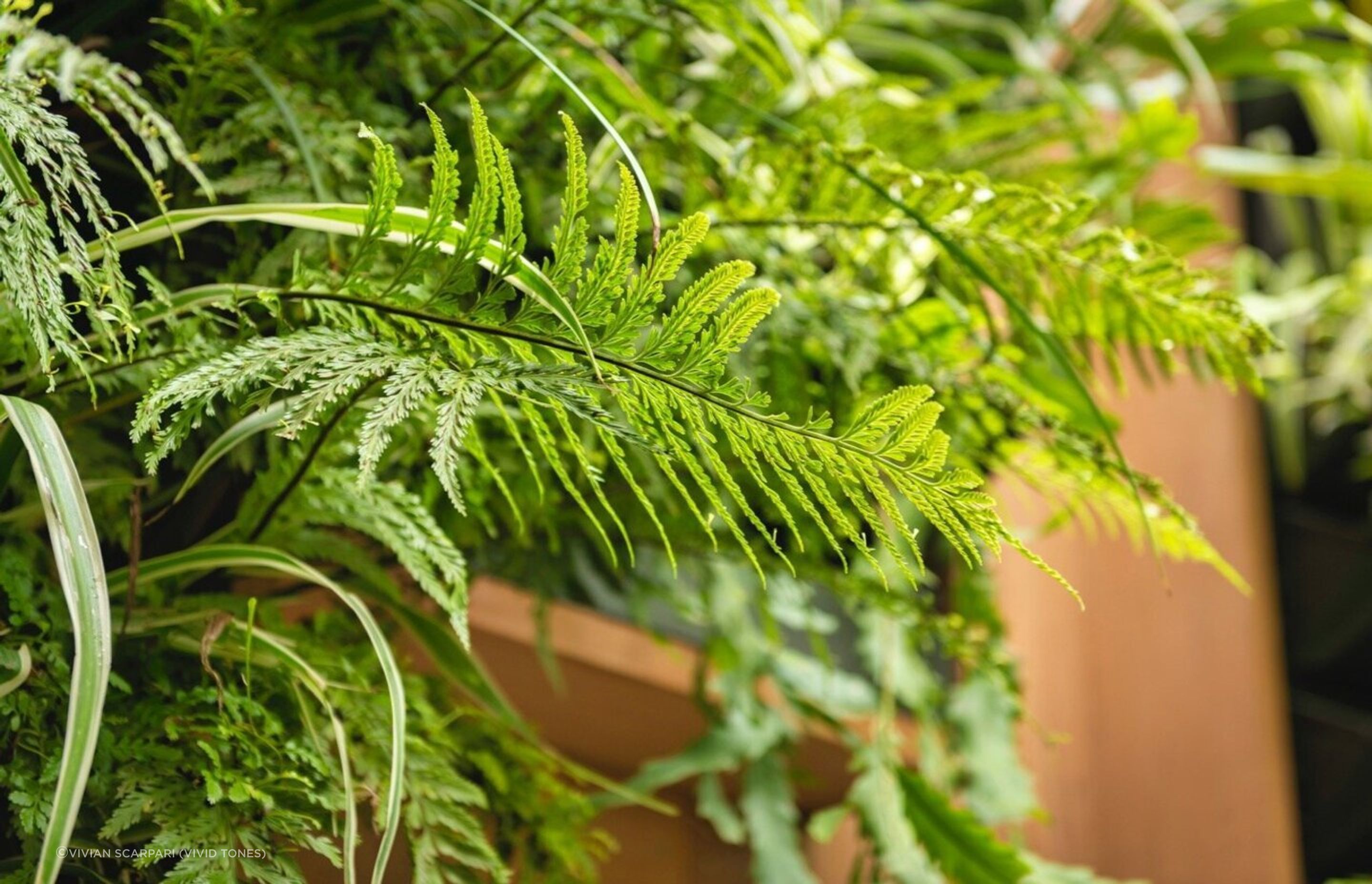 Garden.jpg