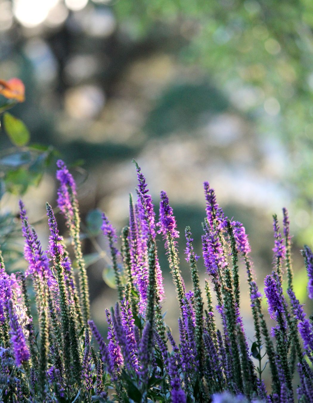 Photography: Bethany Williamson