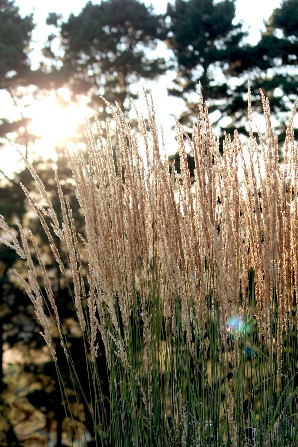 Photography: Bethany Williamson
