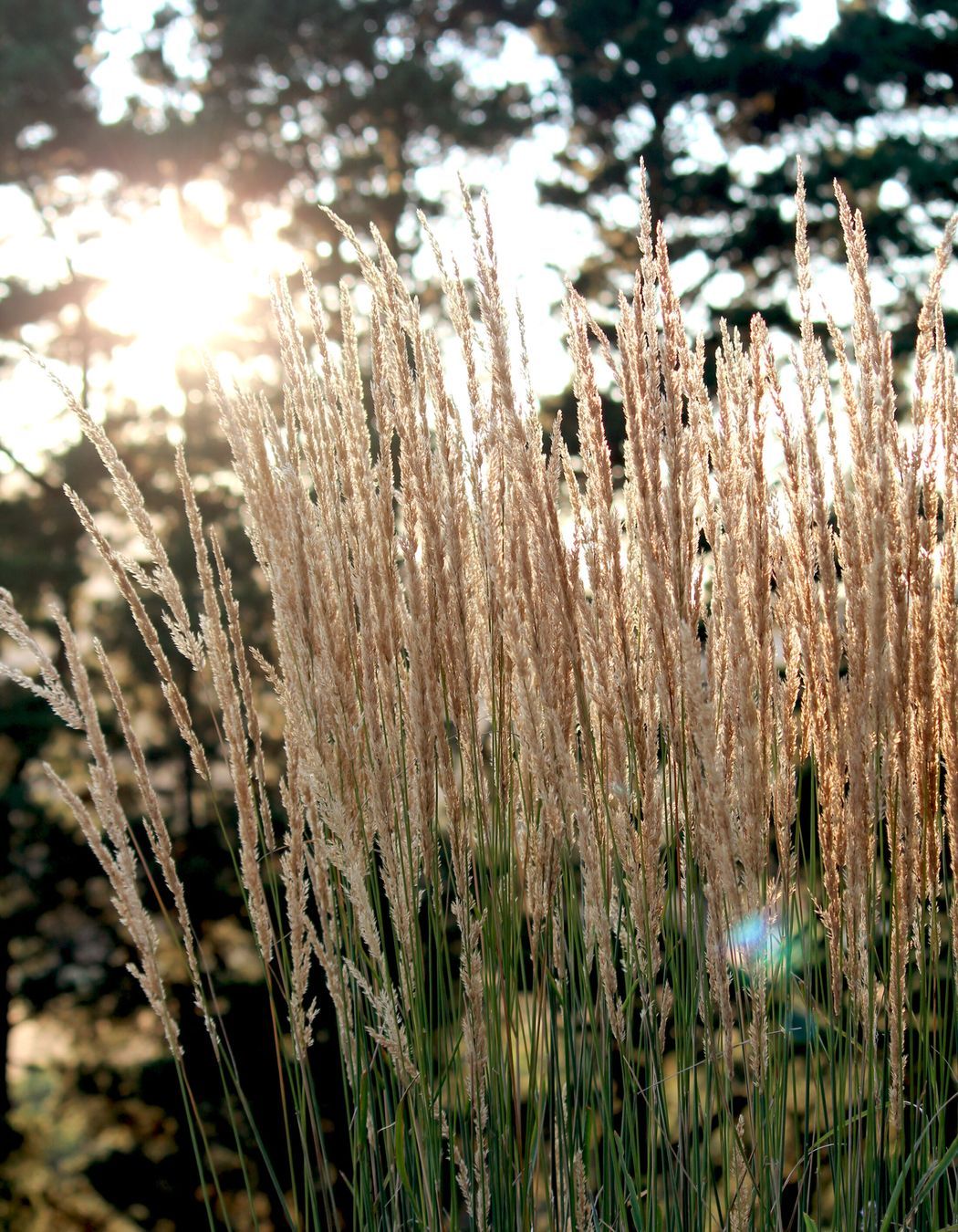 Photography: Bethany Williamson