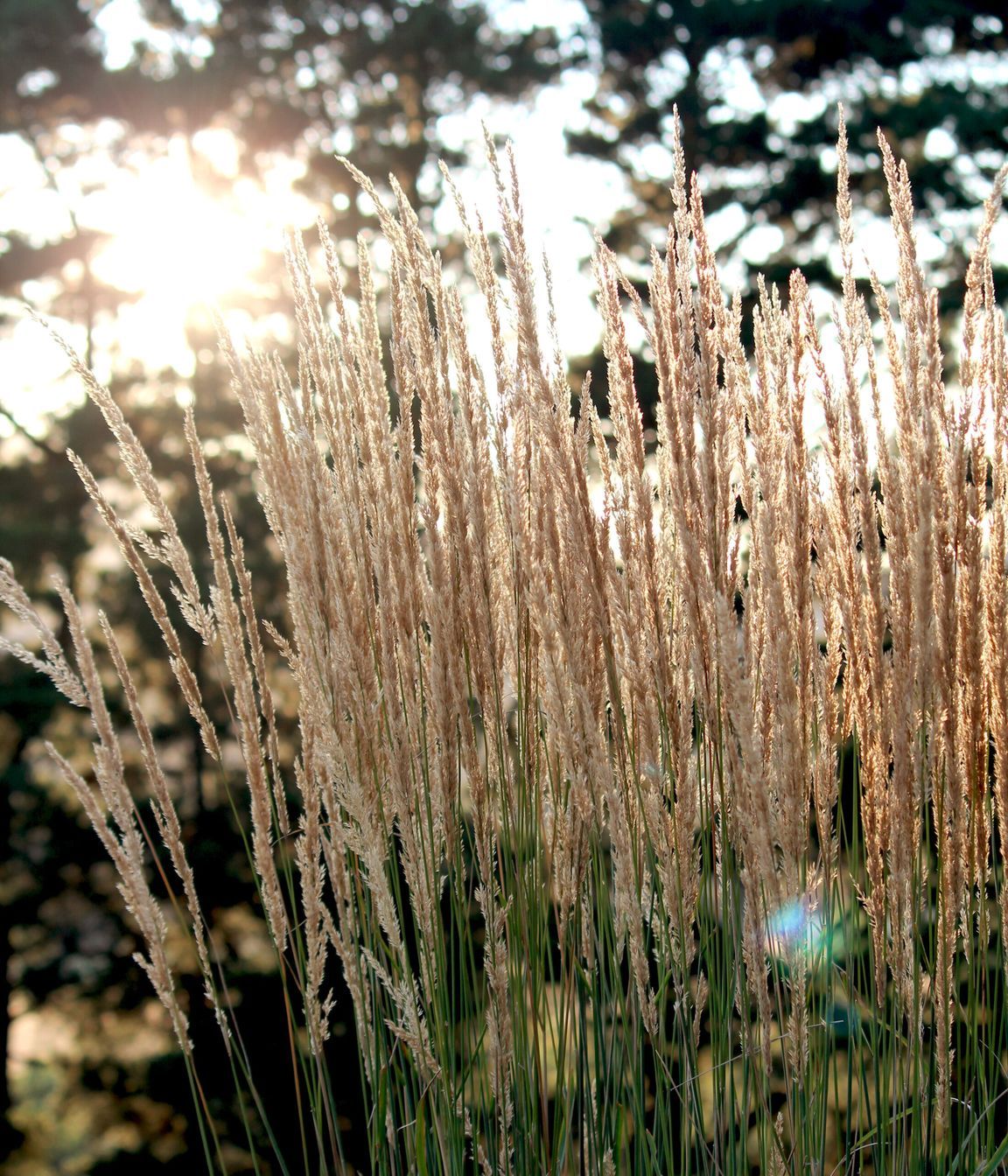 Photography: Bethany Williamson
