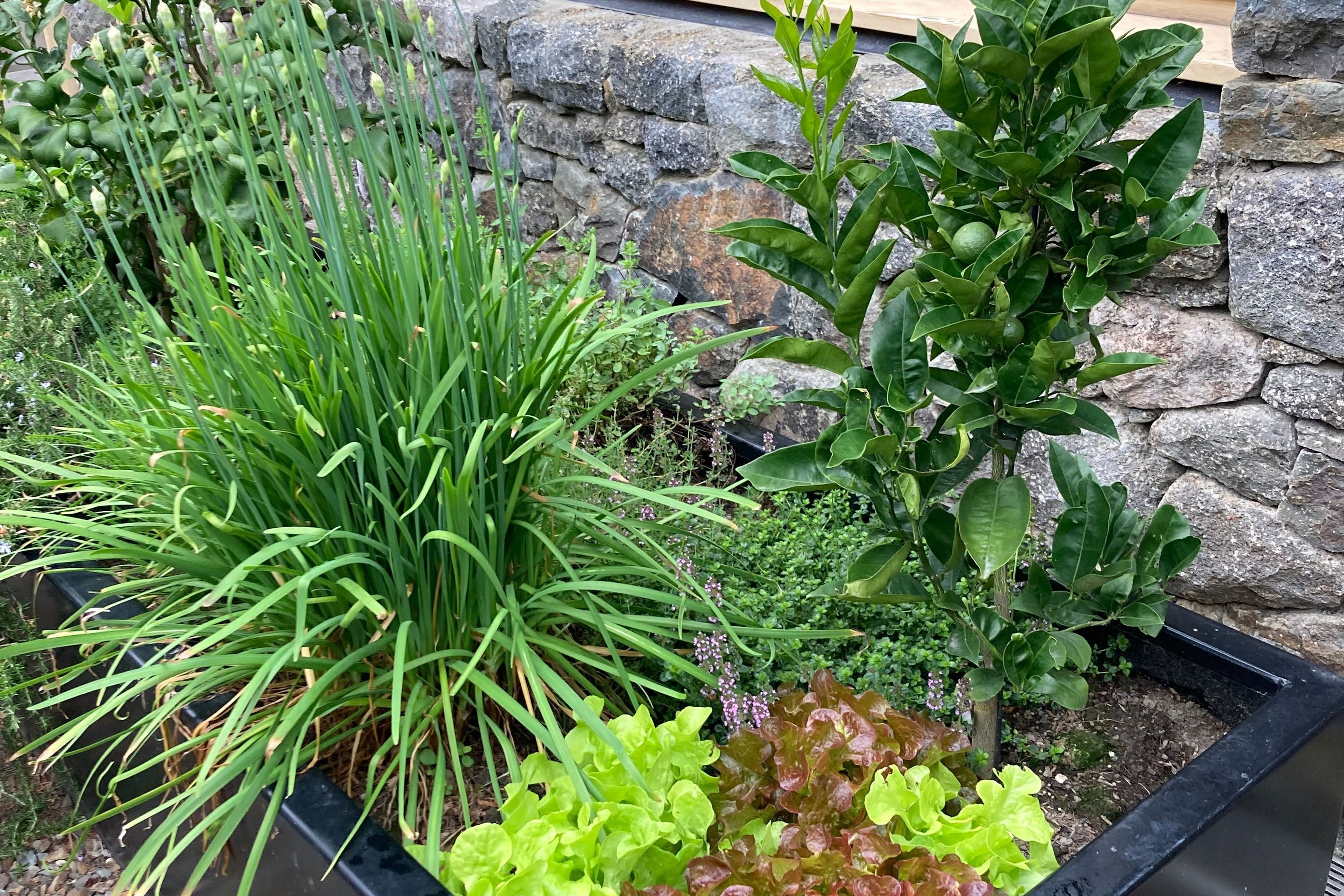 Lyttelton Garden