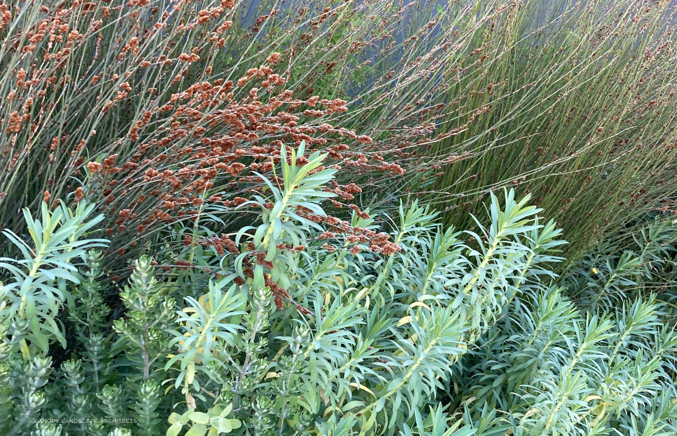 Worsley Spur Garden