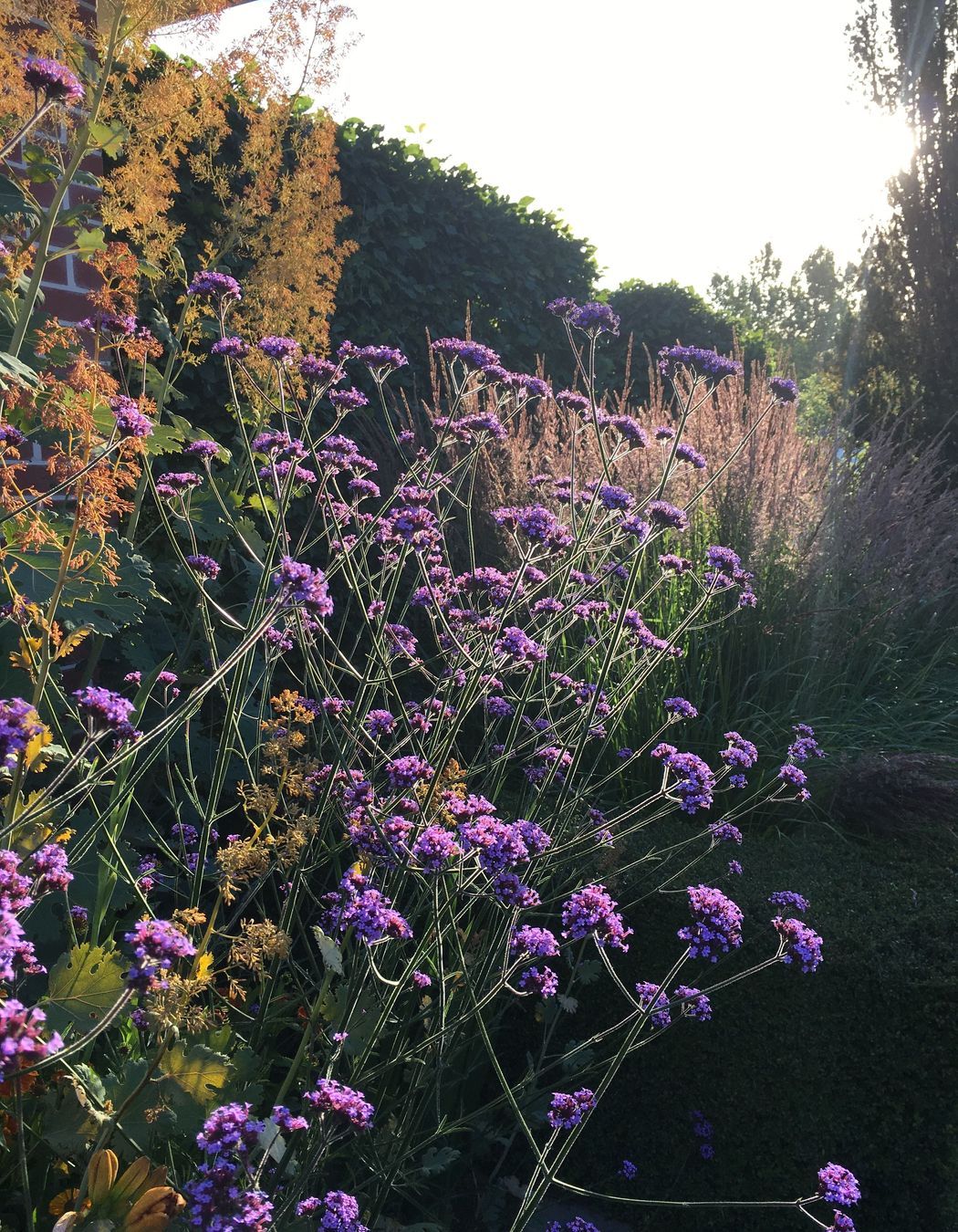 Shirley Garden