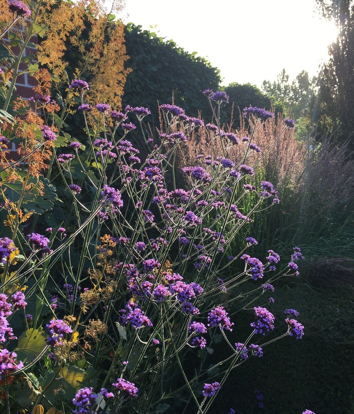 Shirley Garden