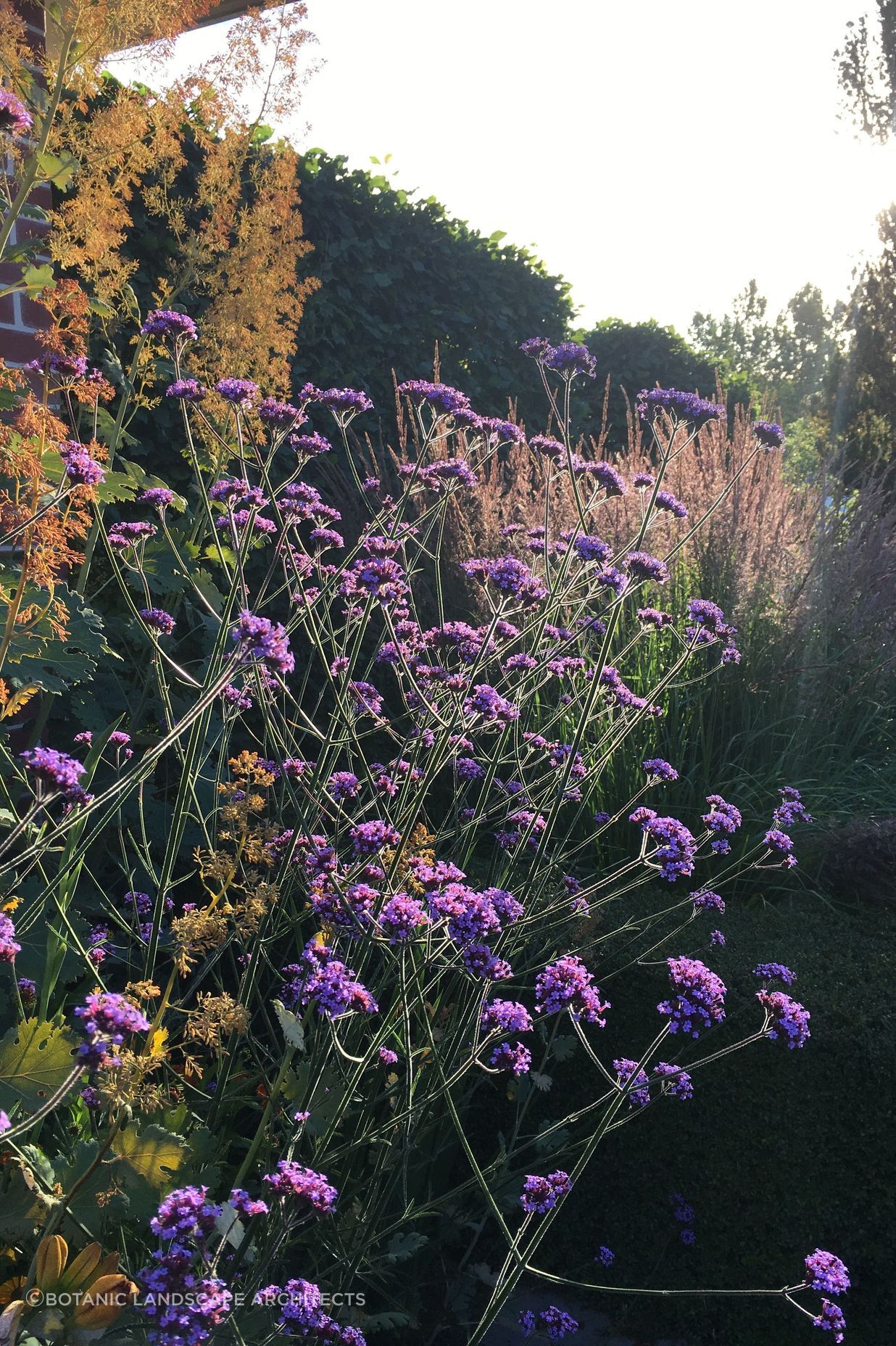 Shirley Garden