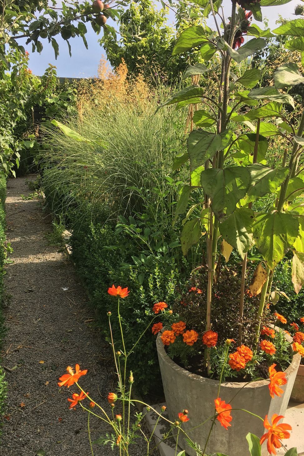 Shirley Garden