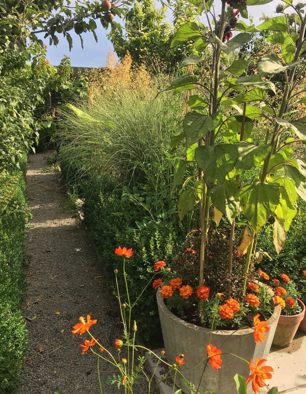Shirley Garden