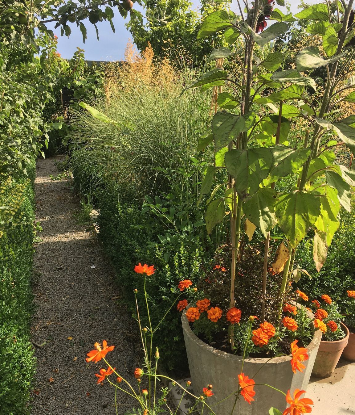 Shirley Garden