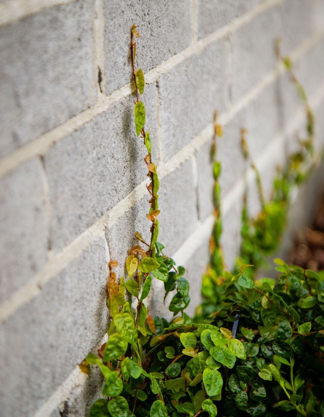 Heritage Bungalow Delight