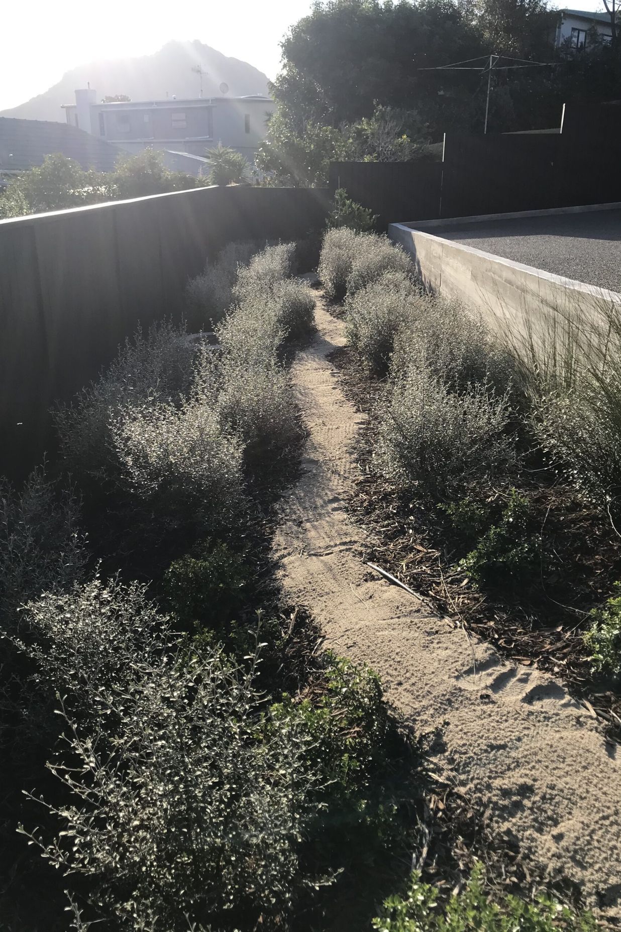 Native Planting Theme