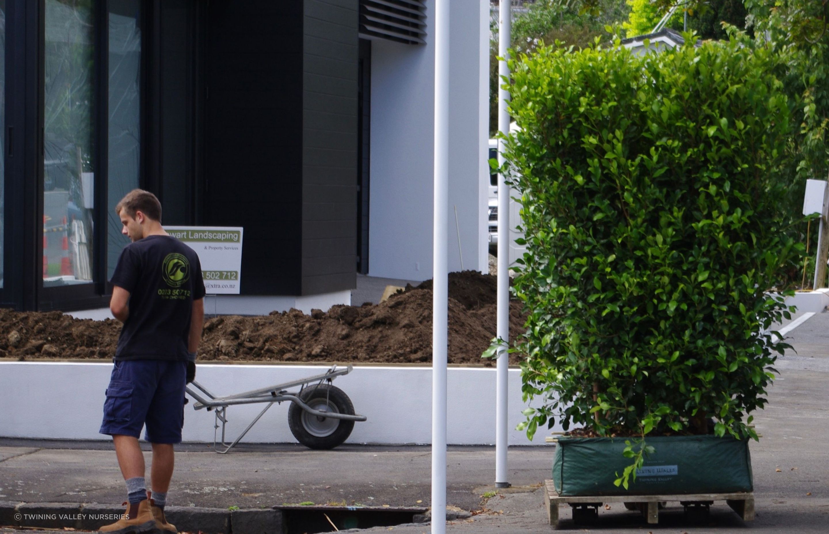 Our instant hedges are grown and sold in one-metre lengths.