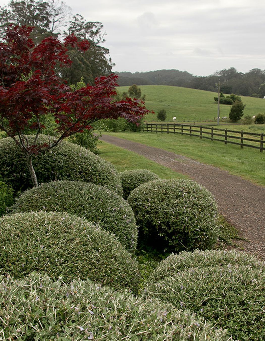 Kangaloon