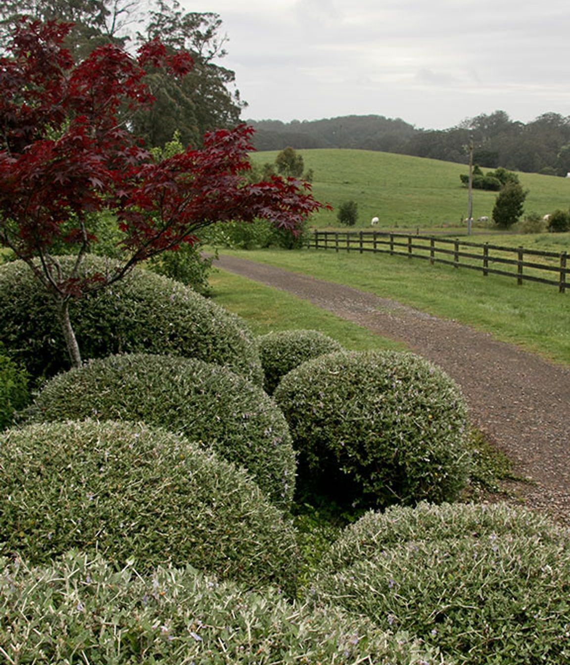 Kangaloon