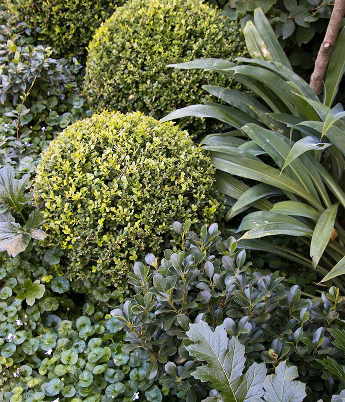 Toorak