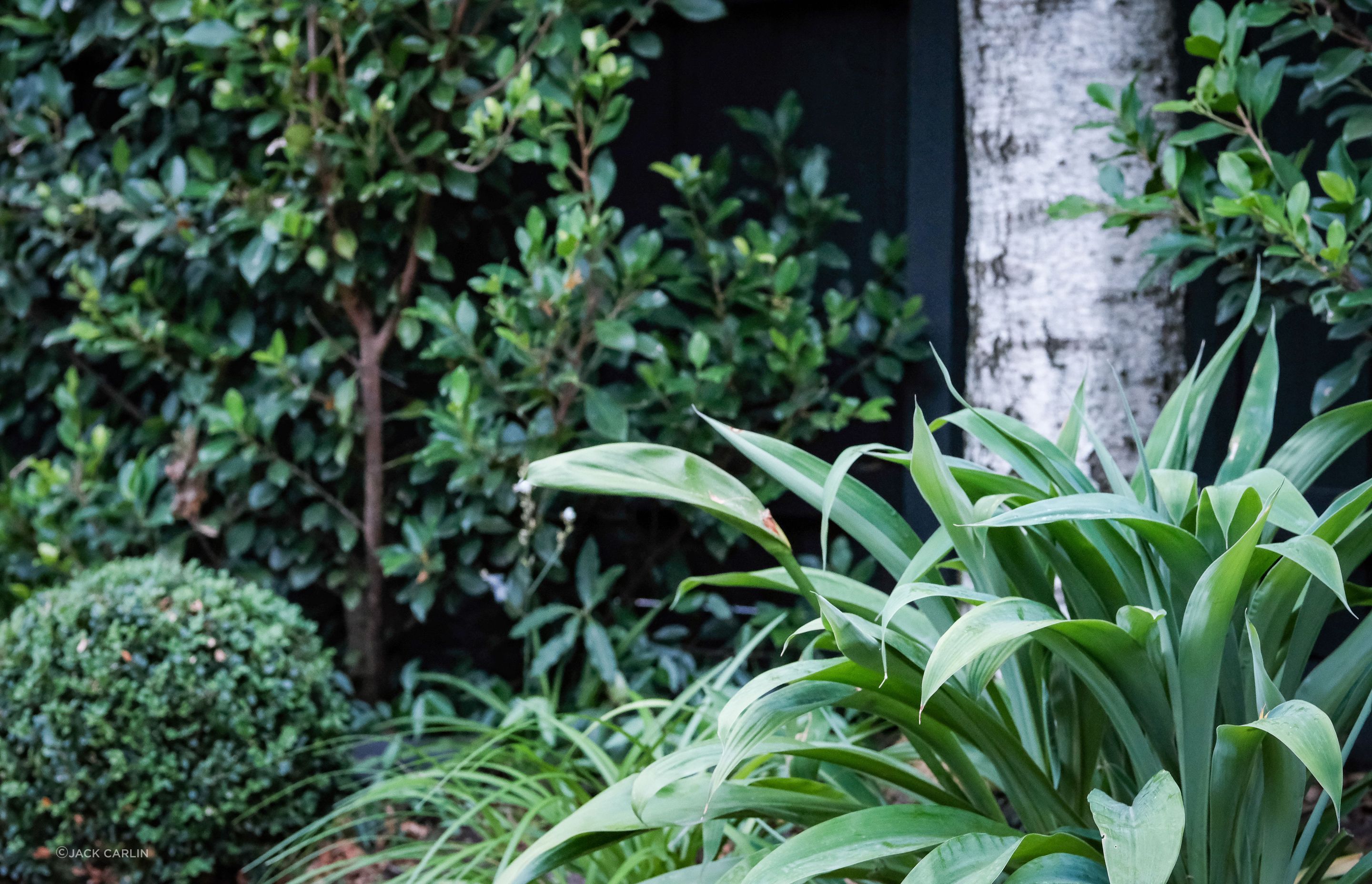 Glen Iris