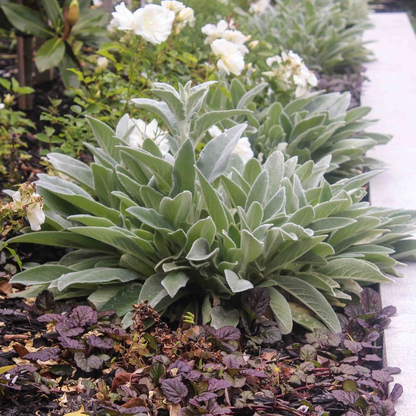 Plant-Palette.jpg