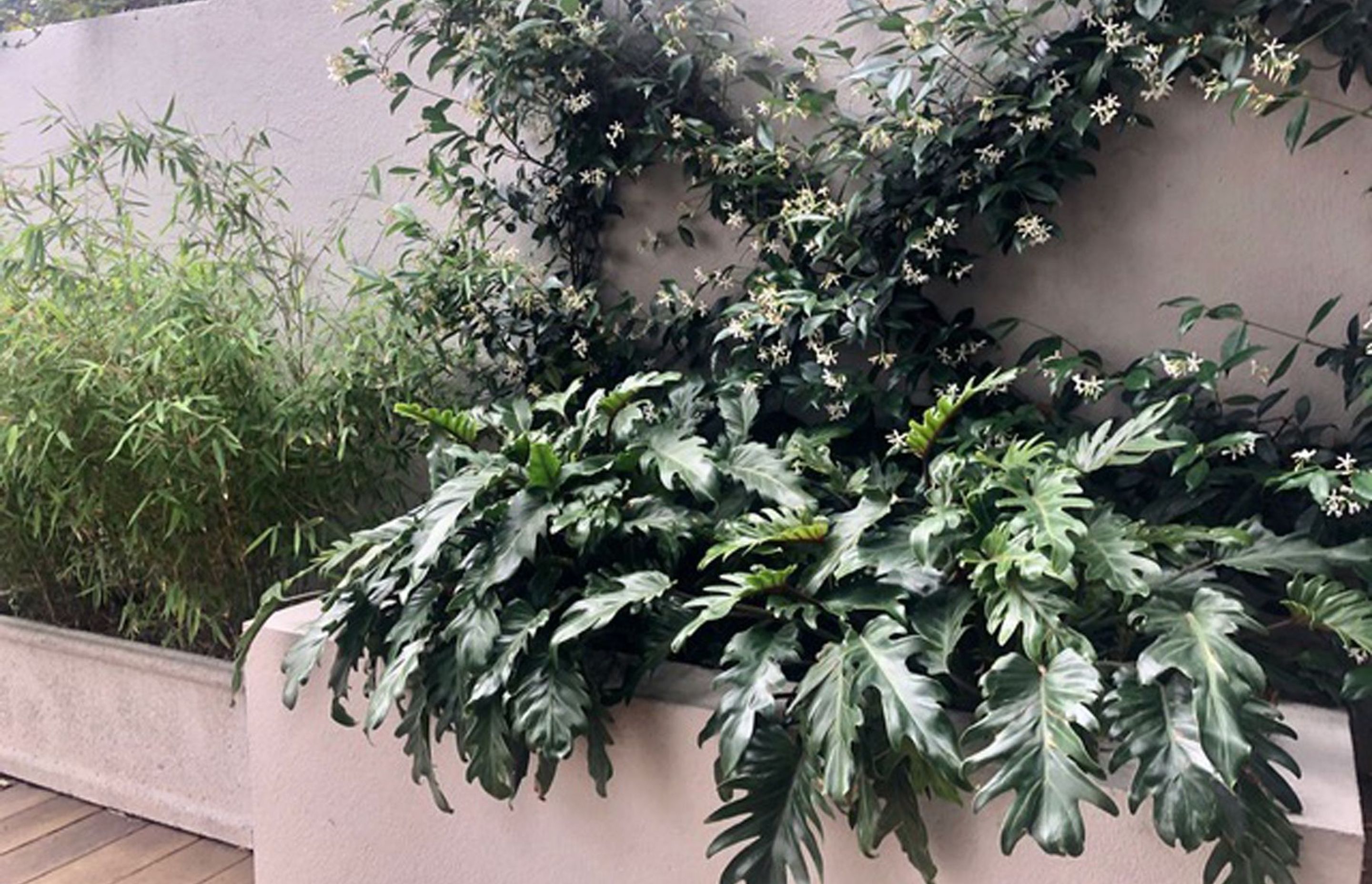 Plants-close-up-2020-established-Medium1.jpg