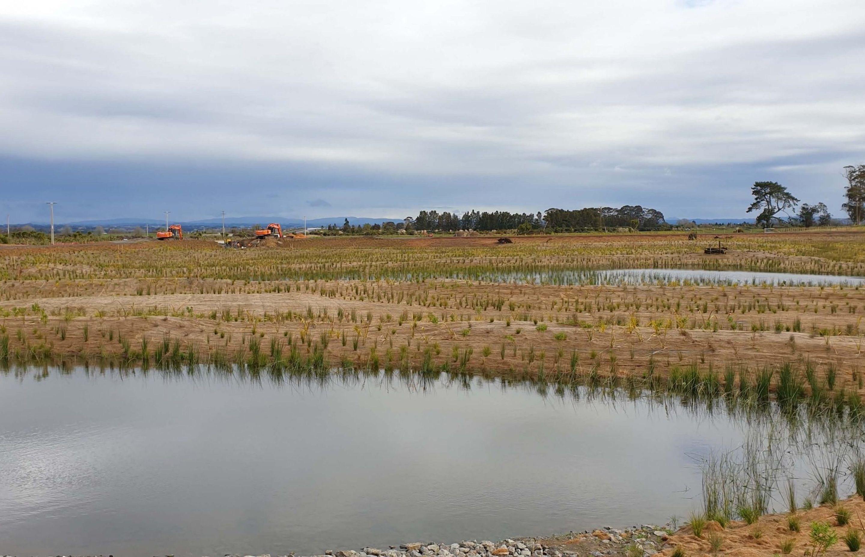 Wairaki Pond G