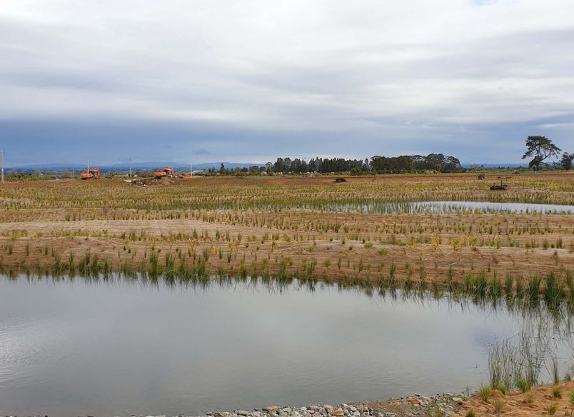 Wairaki Pond G
