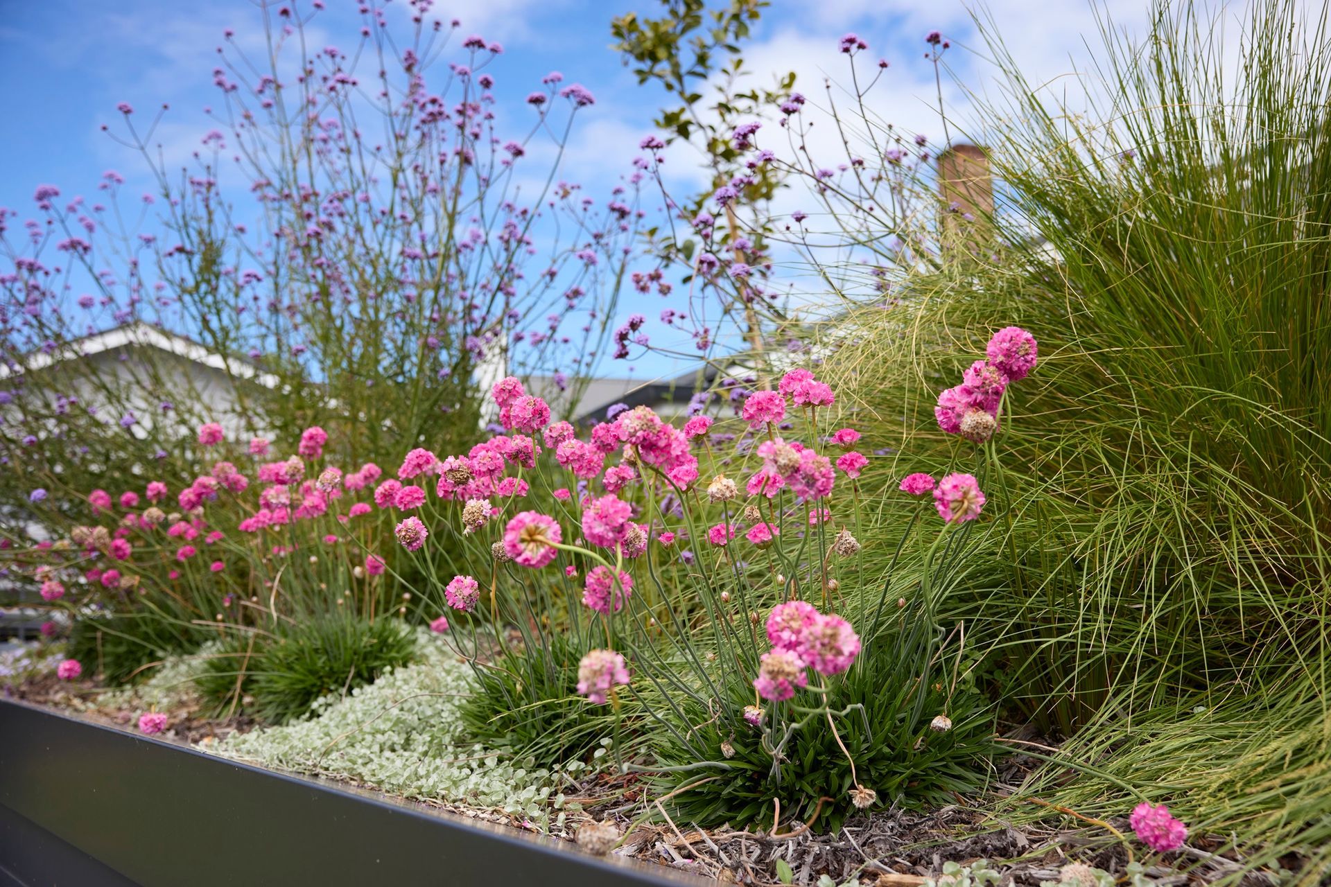 Remuera Rooftop Garden