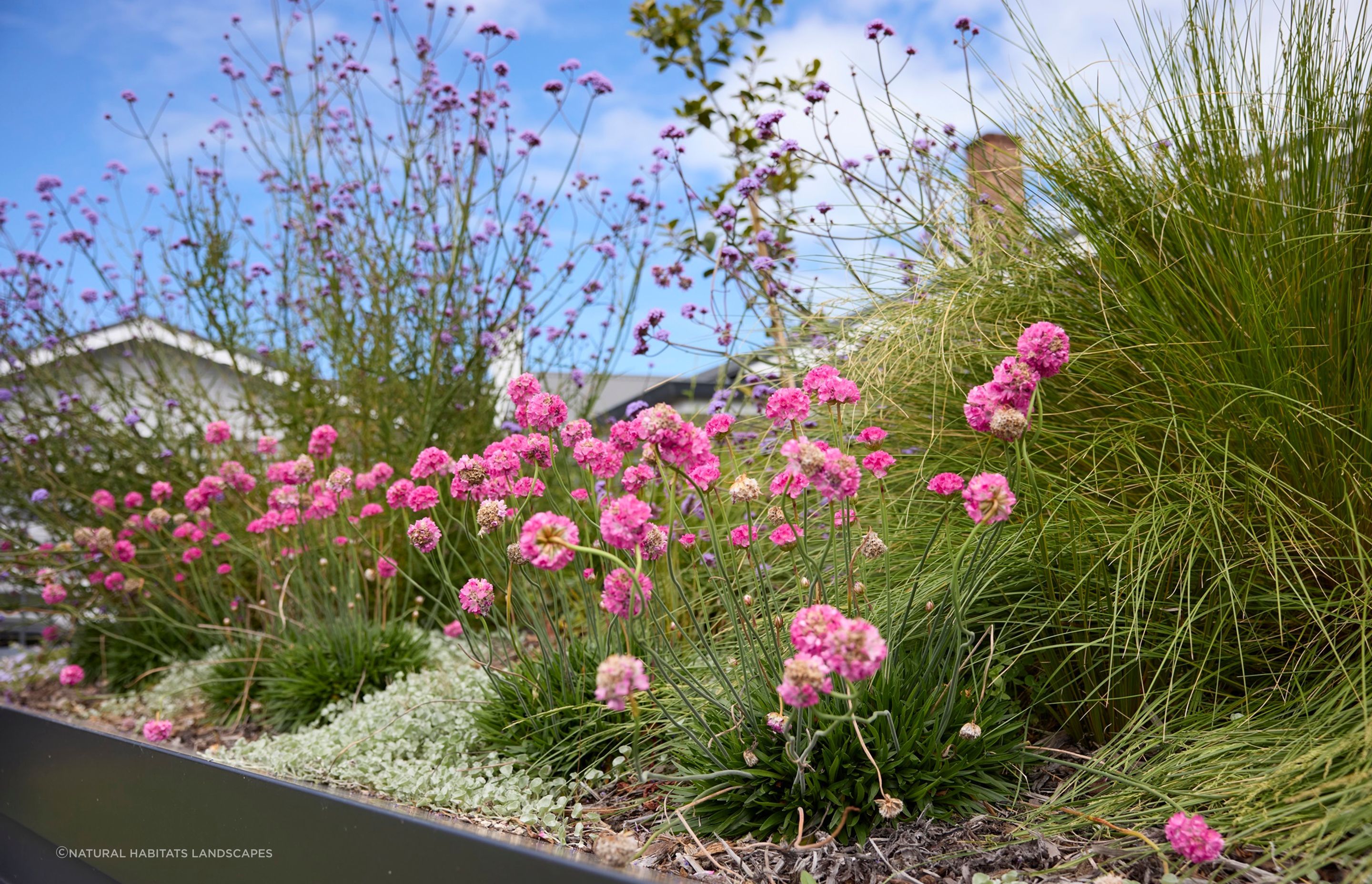 Remuera Rooftop Garden