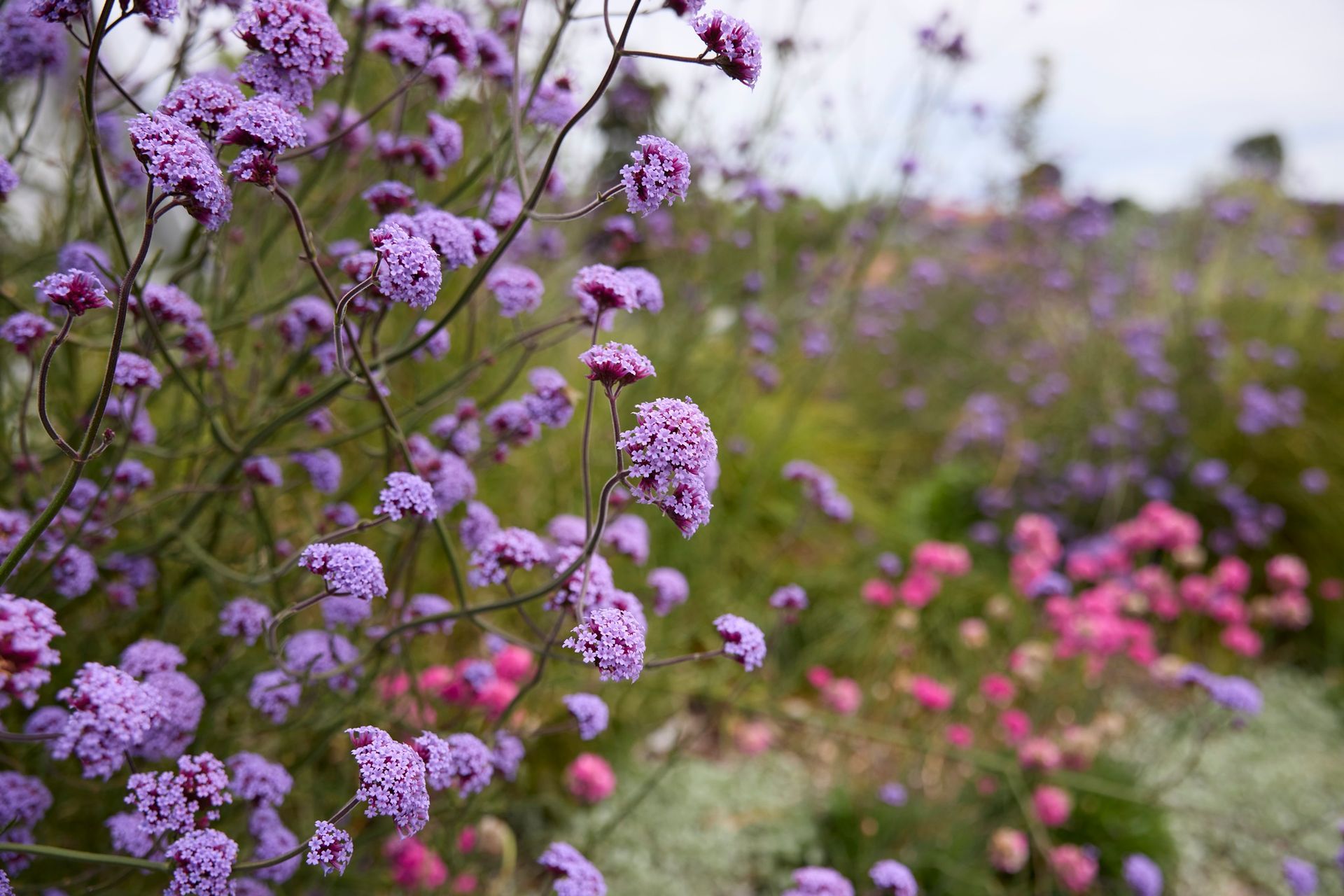 Remuera Rooftop Garden