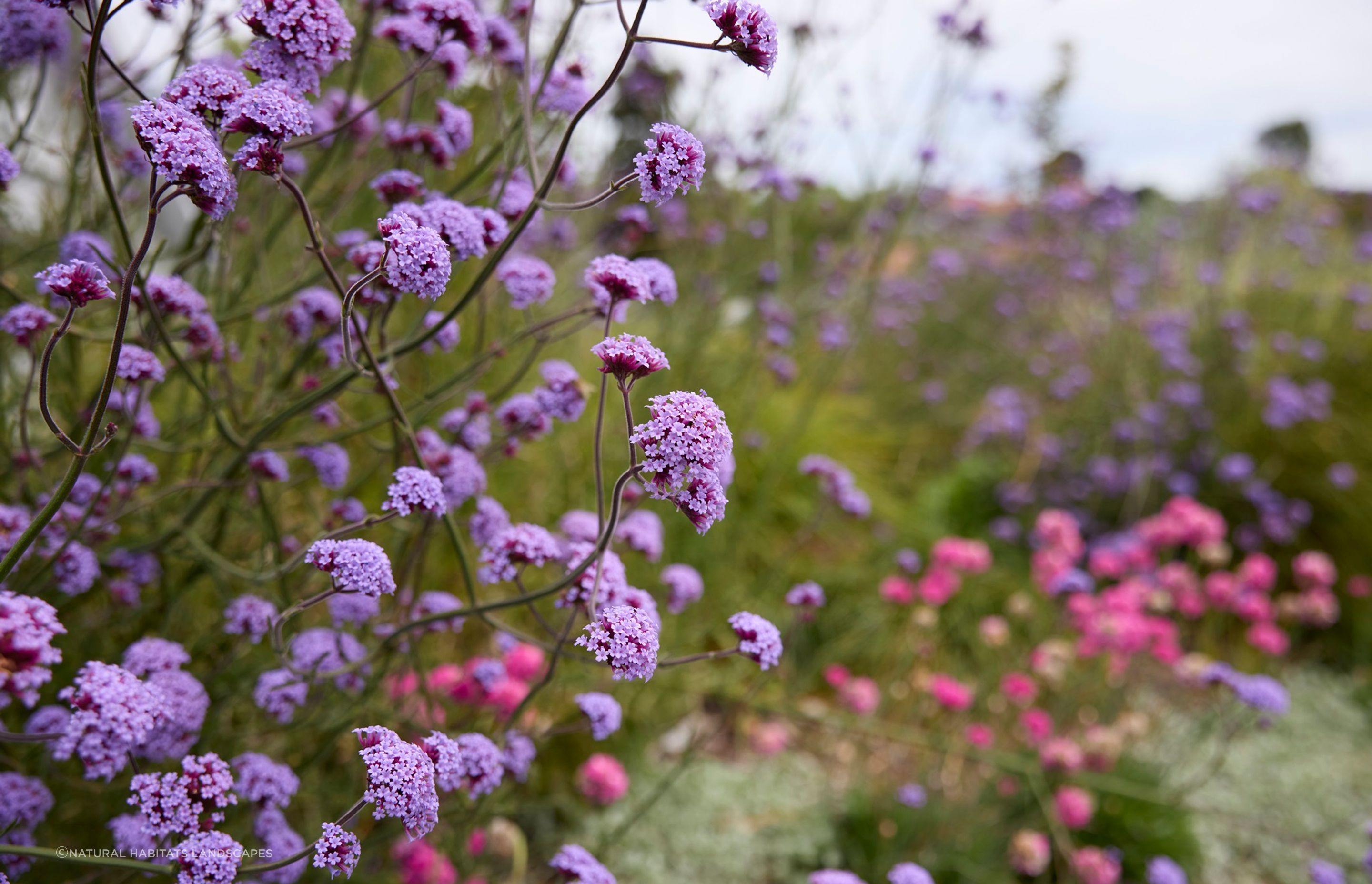 Remuera Rooftop Garden