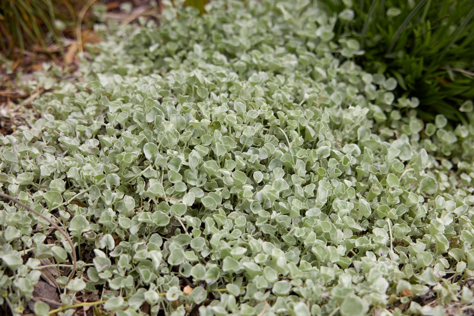 Remuera Rooftop Garden
