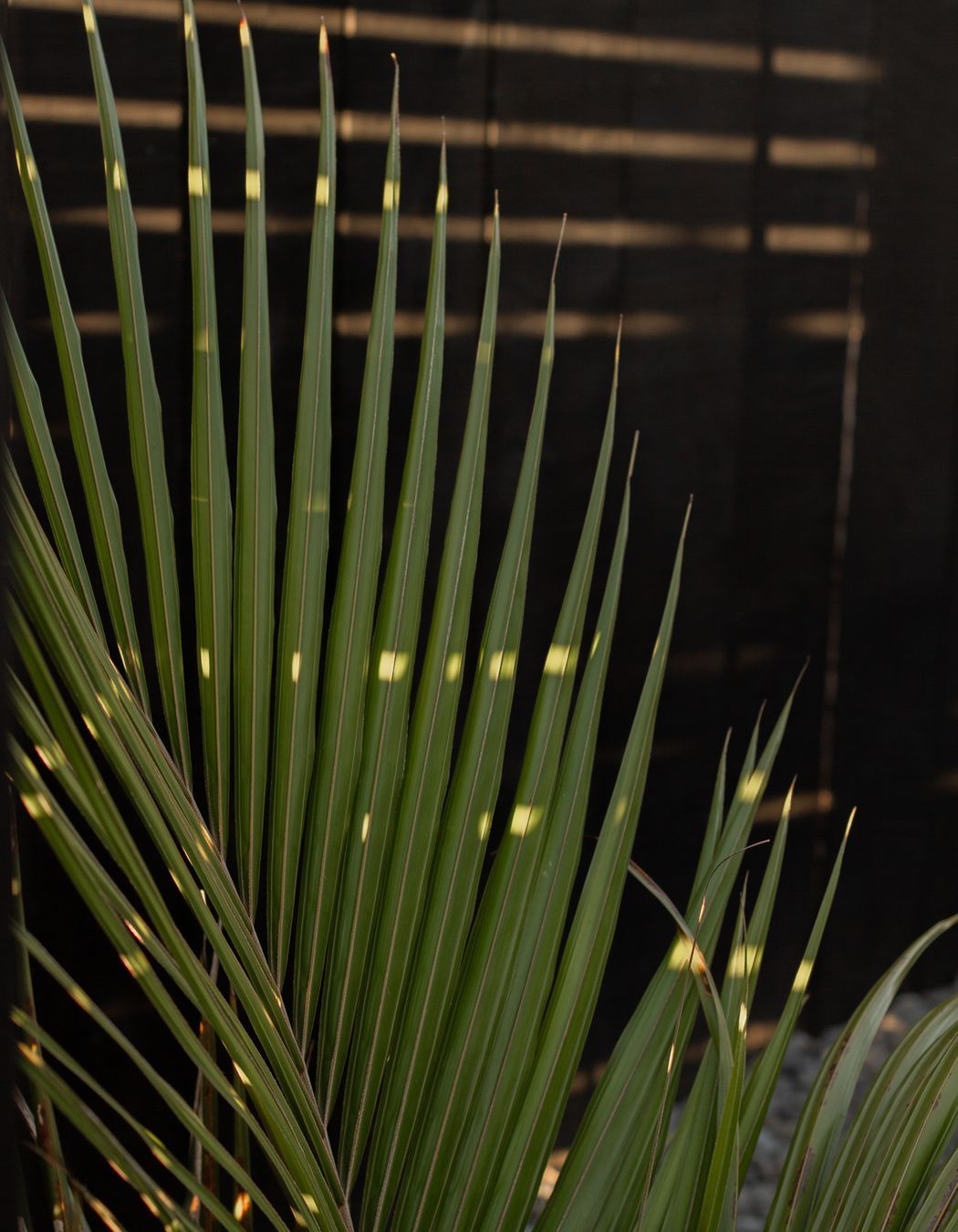 Urban Oasis
