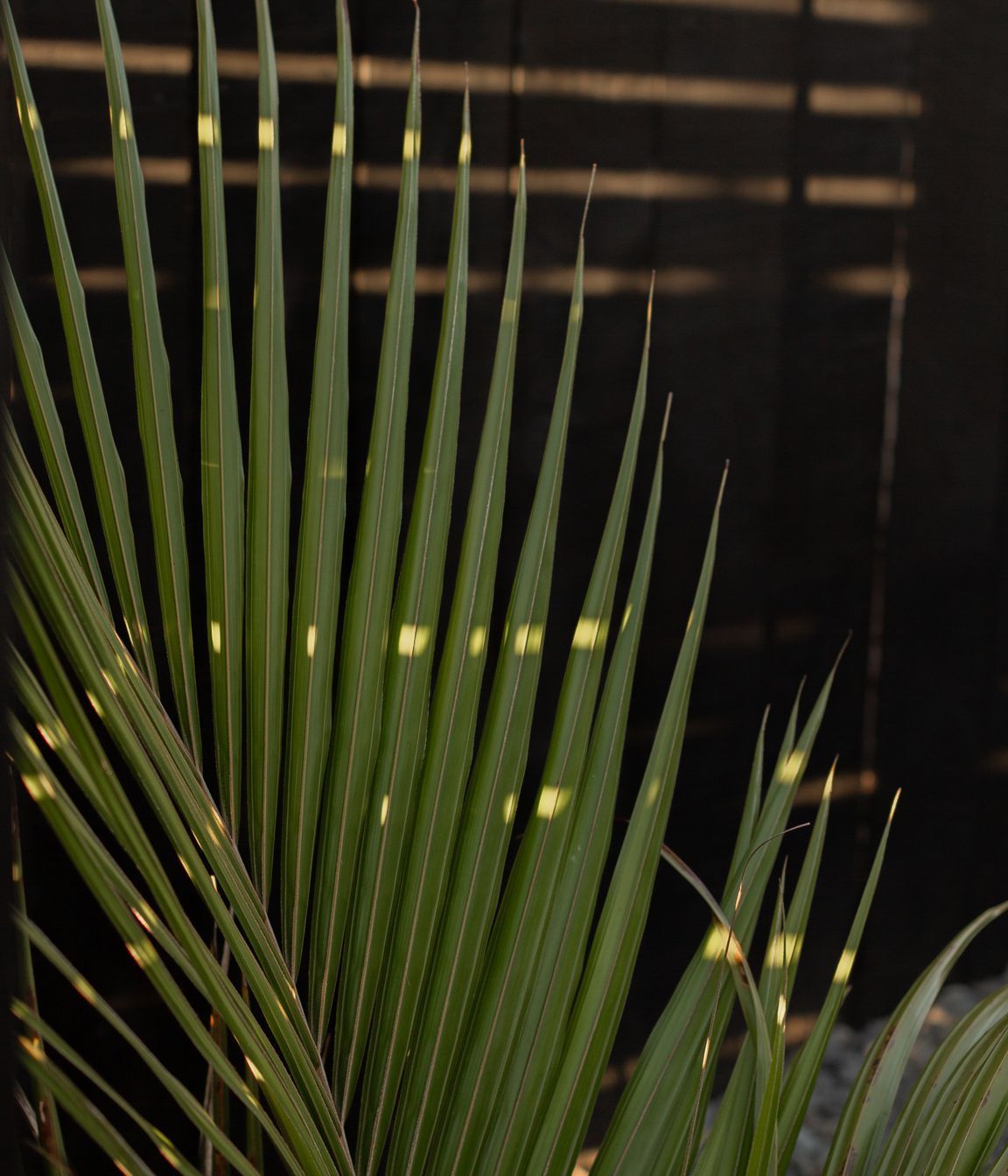 Urban Oasis