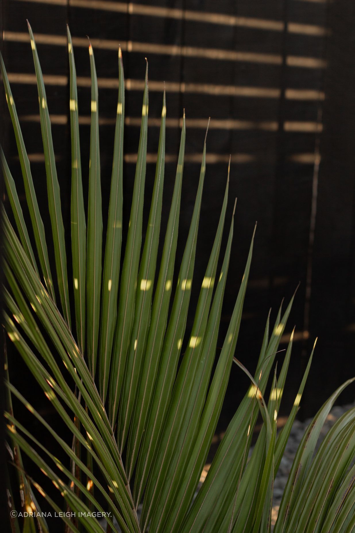 Urban Oasis
