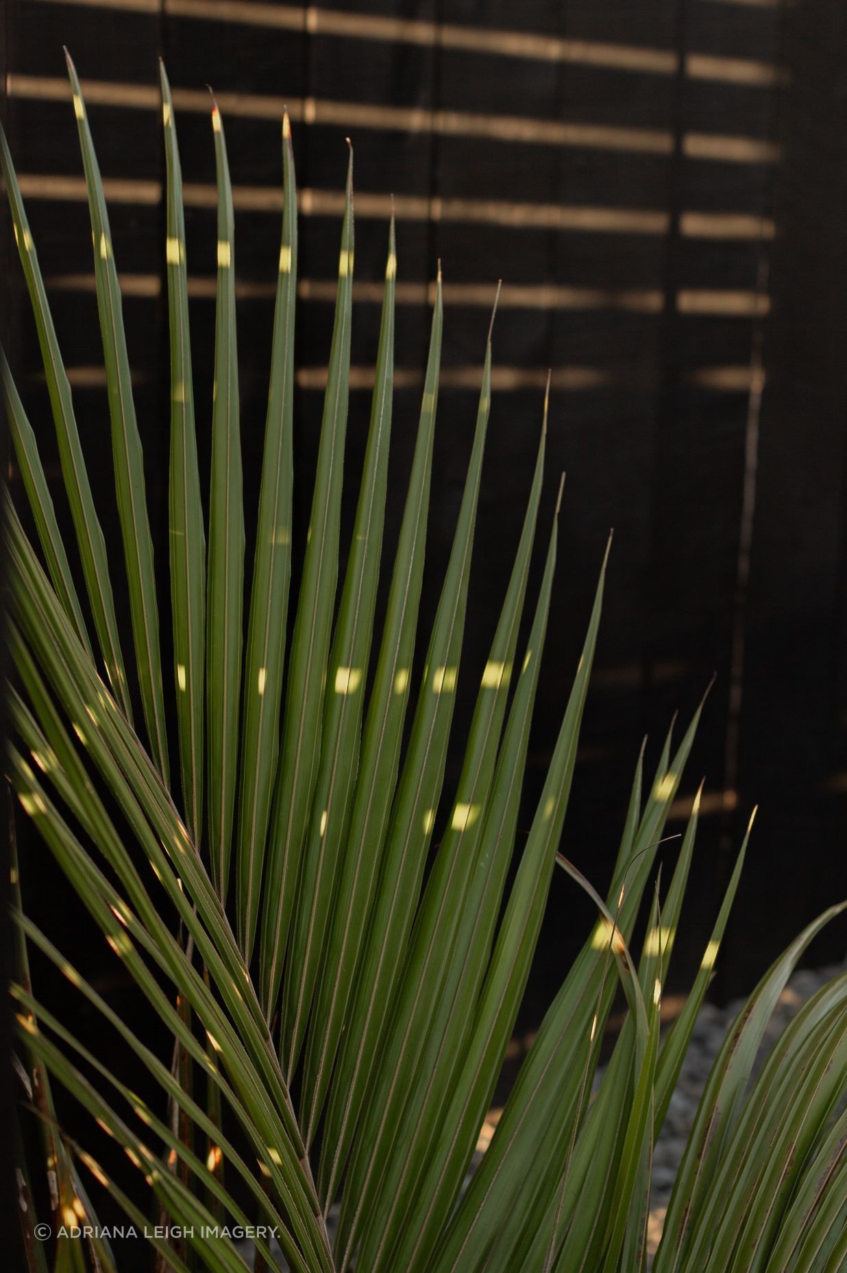 Urban Oasis