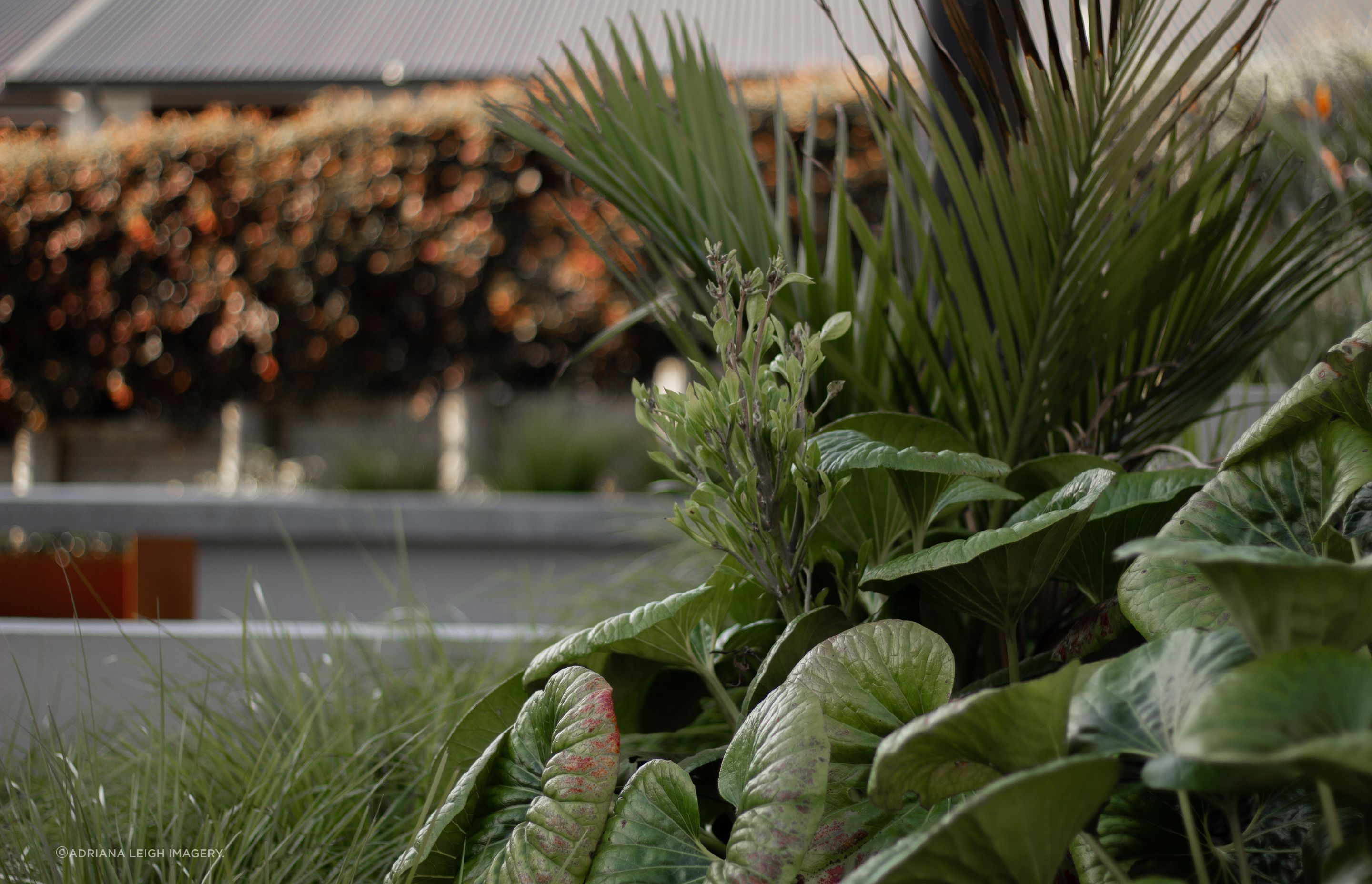 Urban Oasis