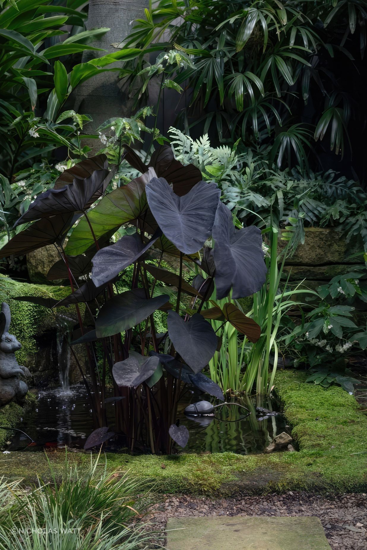 ScaledGarden-LifeDesignProjectSubtropical213-818x1020-standard-scale-200x.jpg
