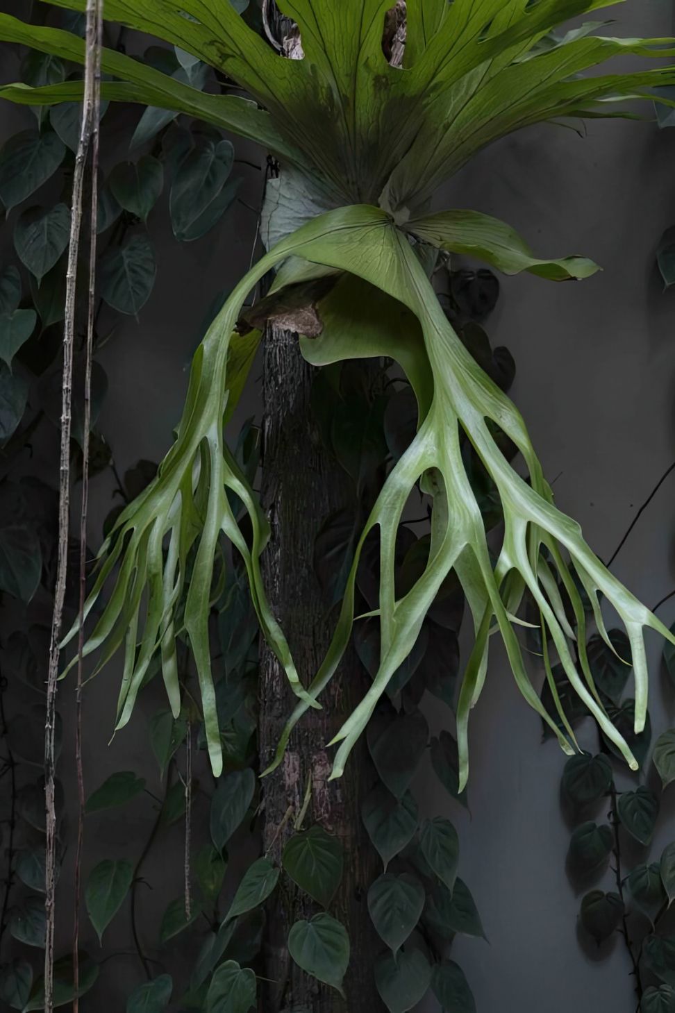 ScaledUrban-Jungle10-scaled-818x1020-art-scale-200x.jpeg