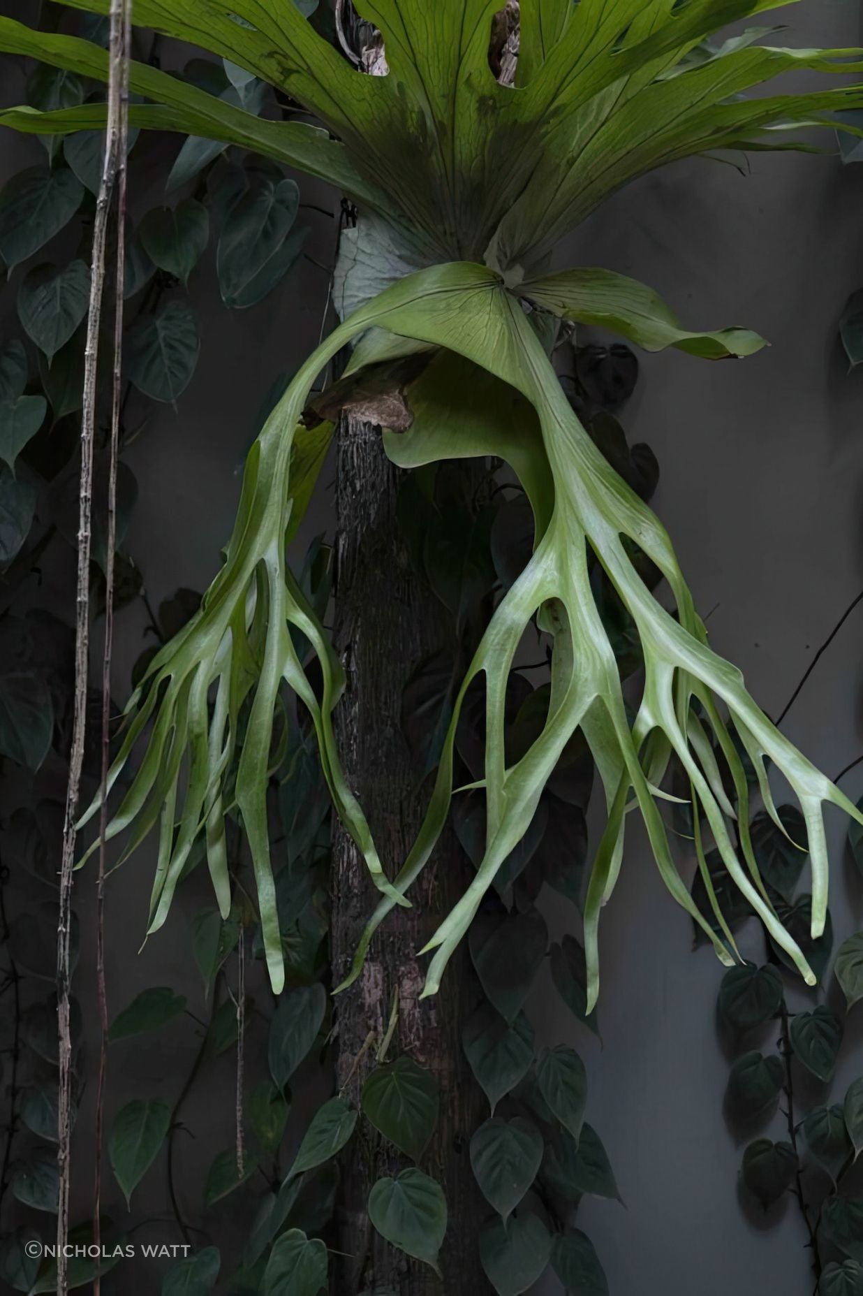 ScaledUrban-Jungle10-scaled-818x1020-art-scale-200x.jpeg