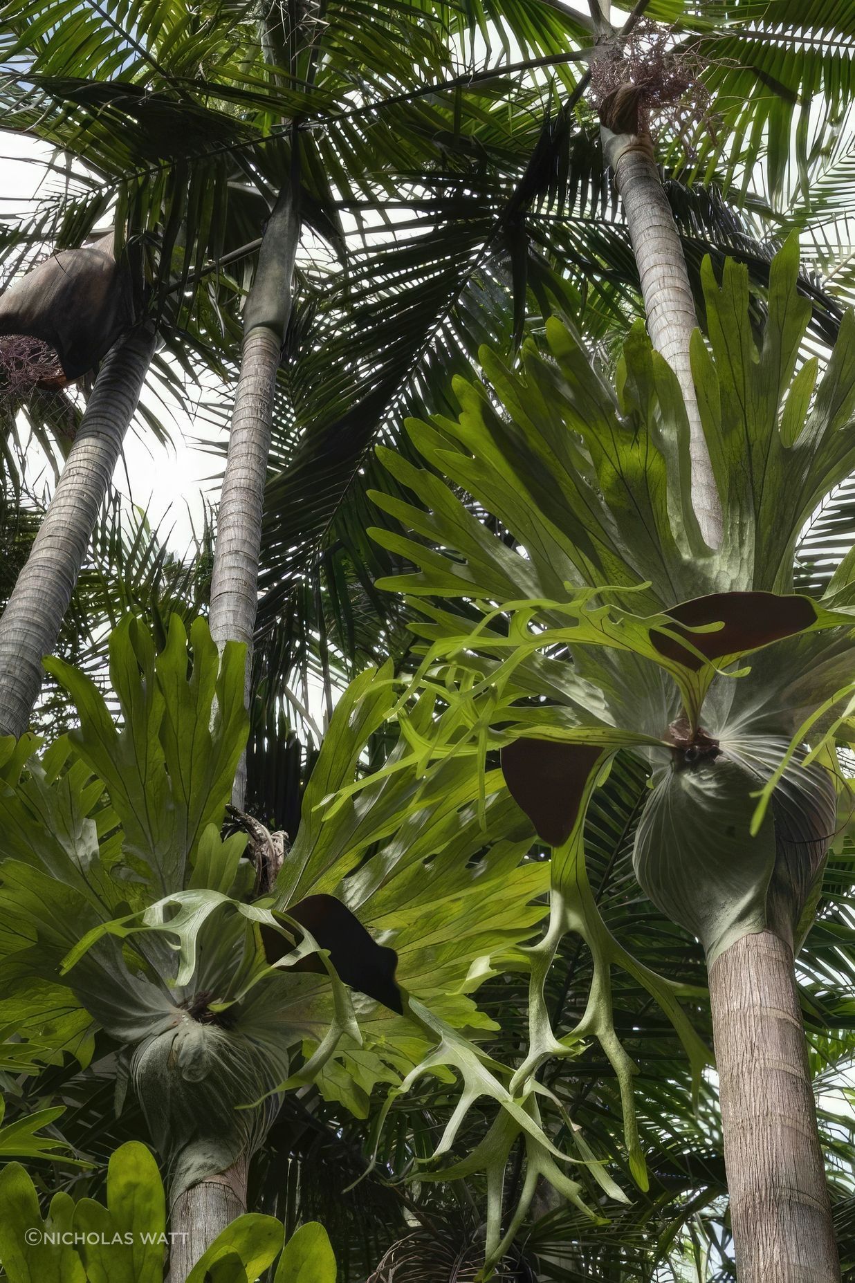 ScaledUrban-Jungle11-scaled-818x1020-standard-scale-200x.jpeg