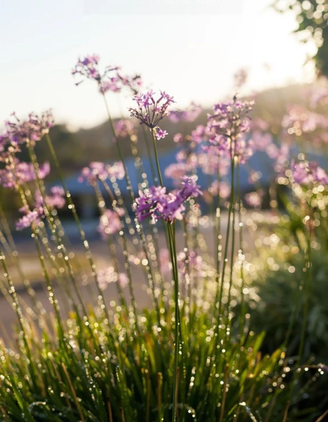 Elegant Hamptons' Oasis