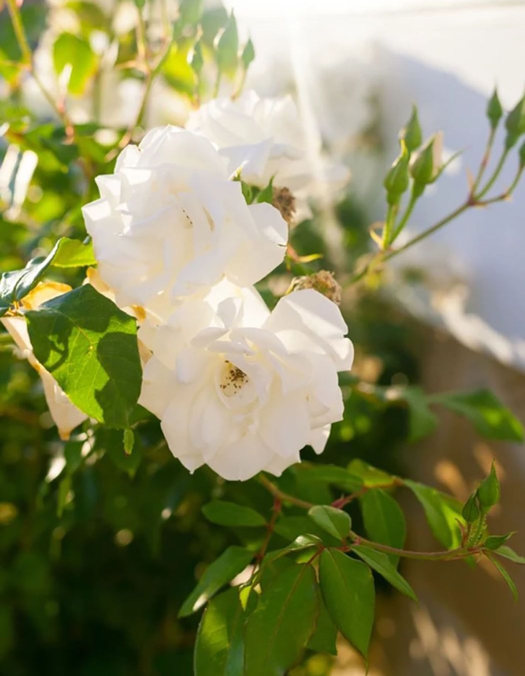 Elegant Hamptons' Oasis