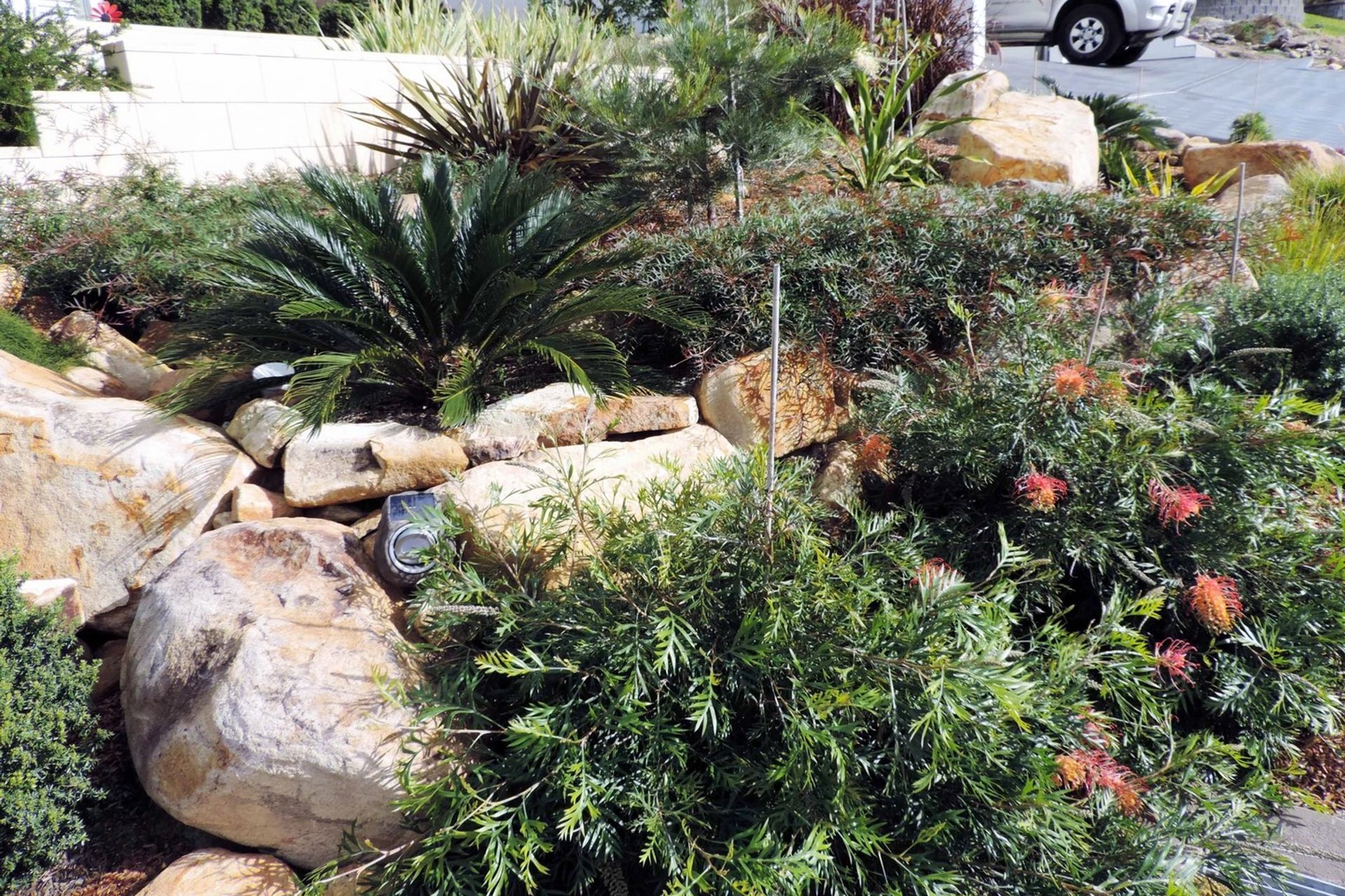 Contemporary Native Garden