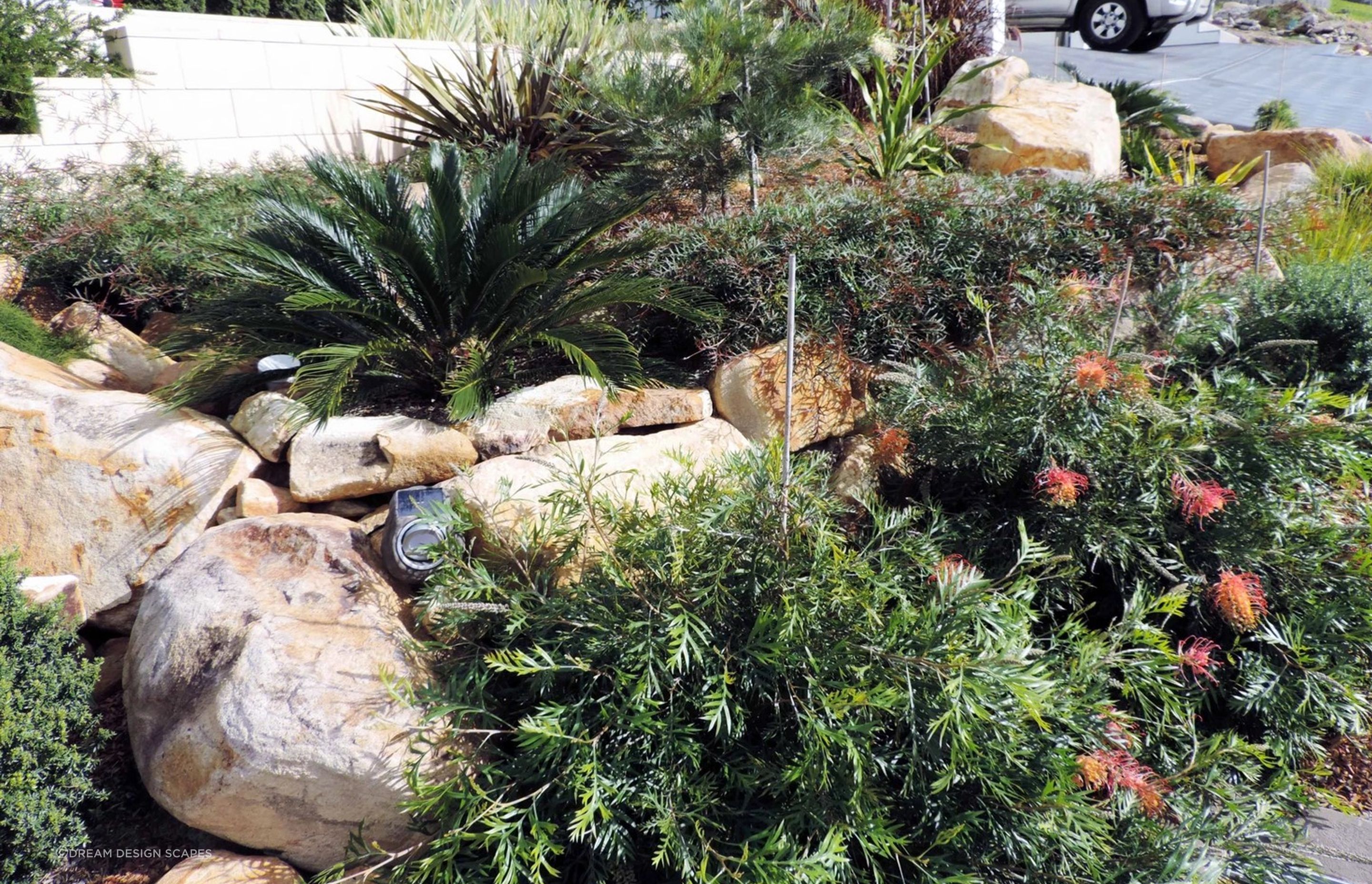 Contemporary Native Garden