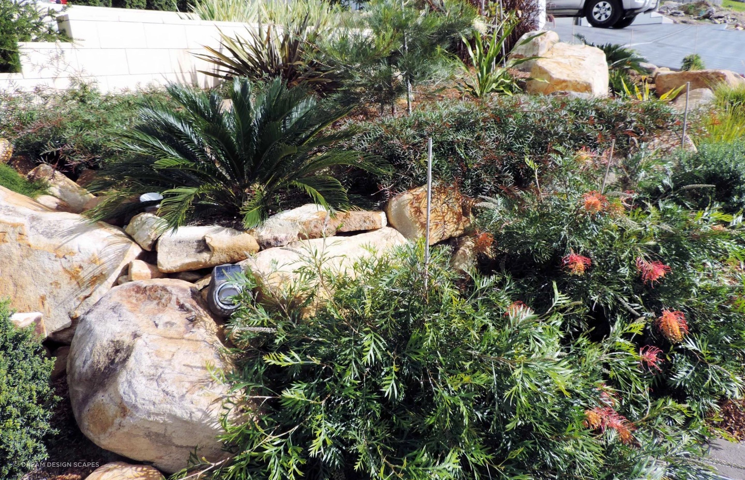 Contemporary Native Garden