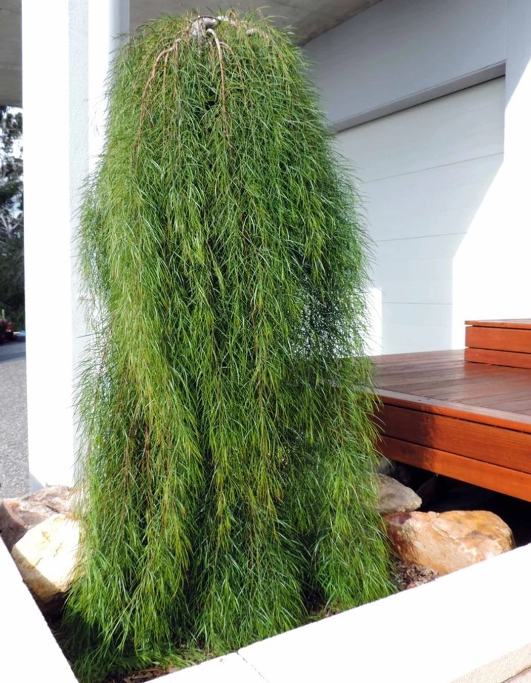 Contemporary Native Garden