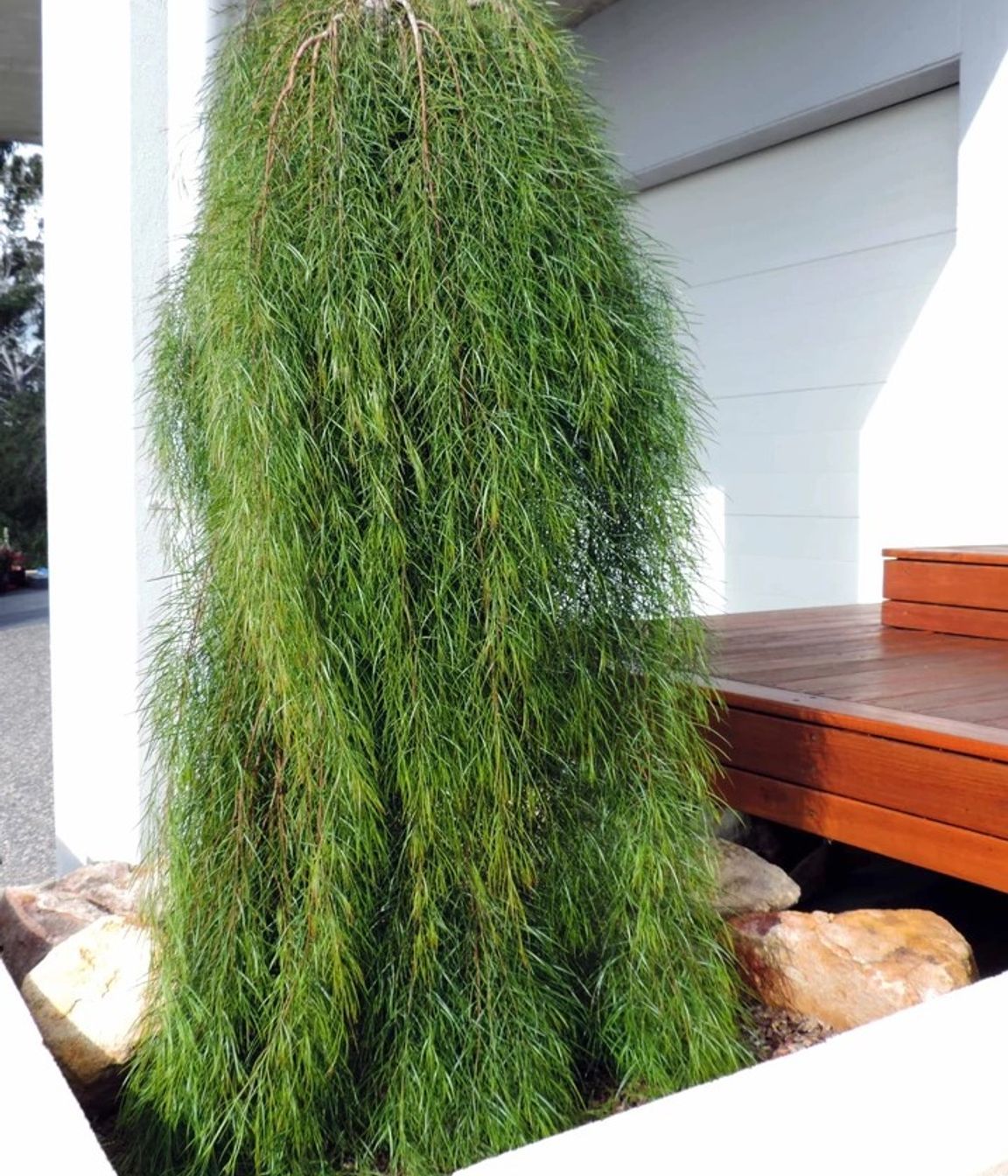 Contemporary Native Garden