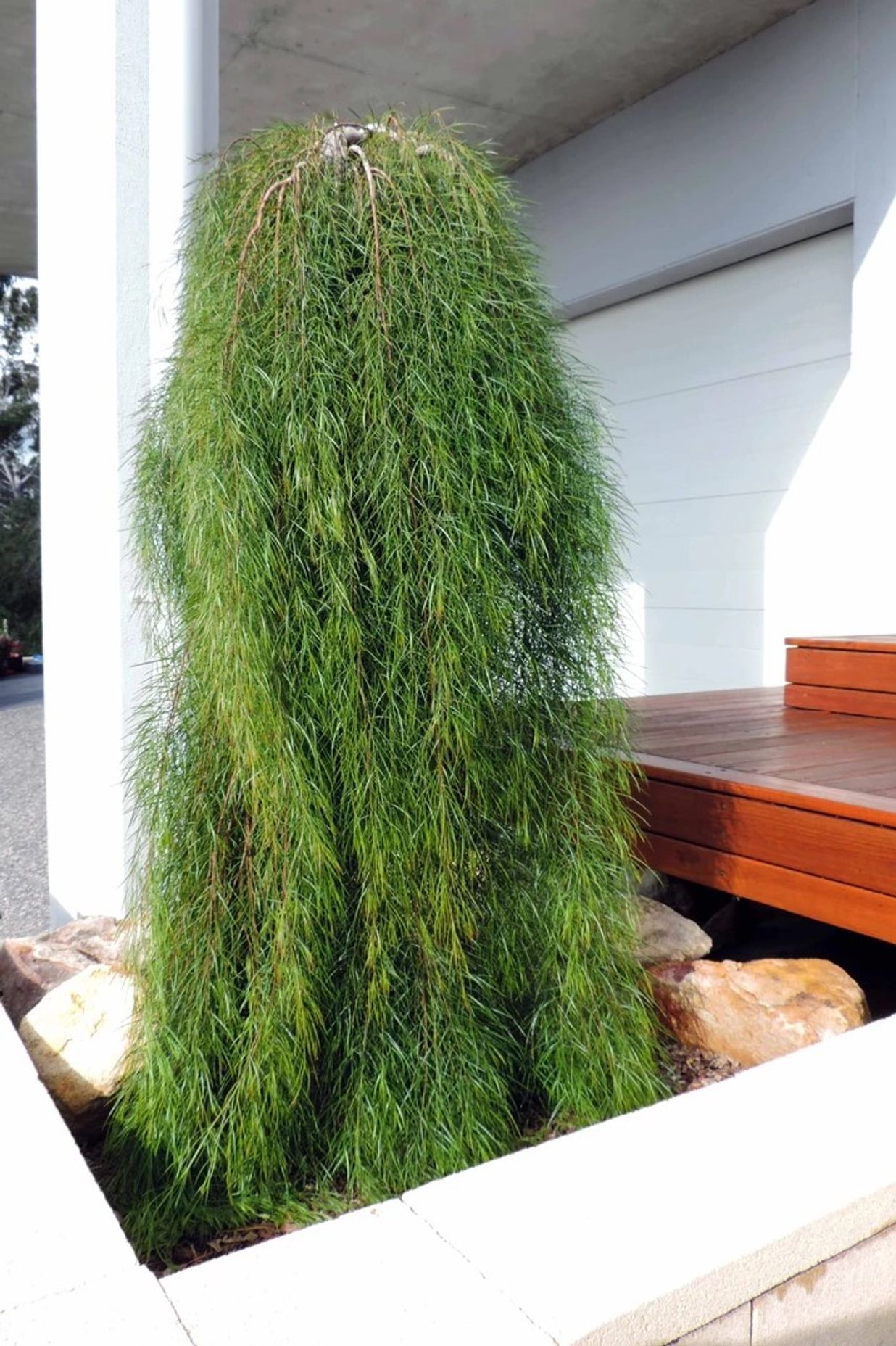 Contemporary Native Garden