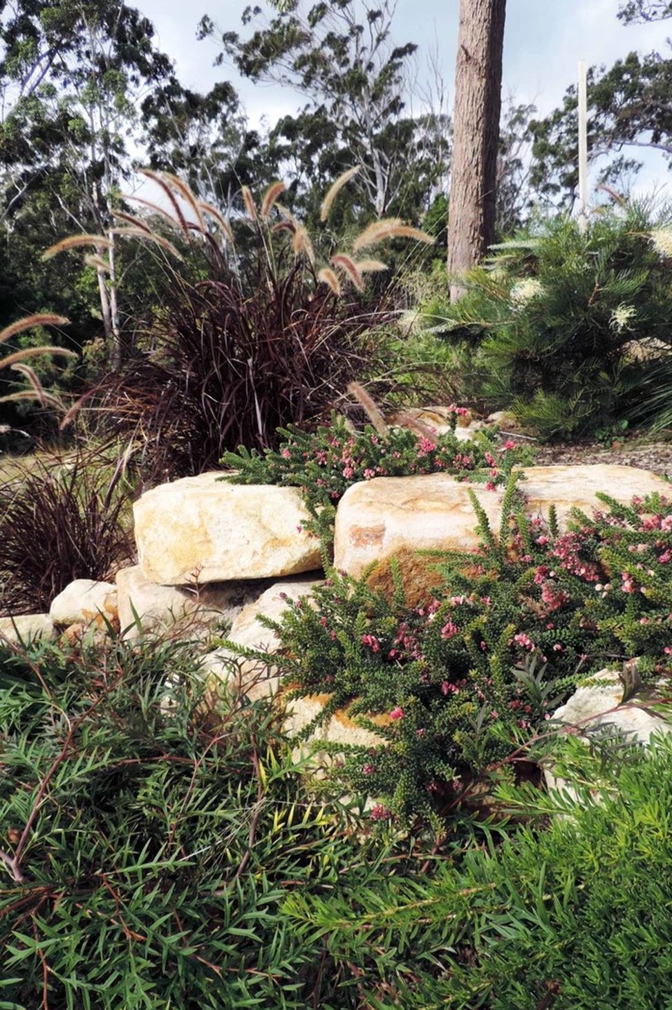 Contemporary Native Garden